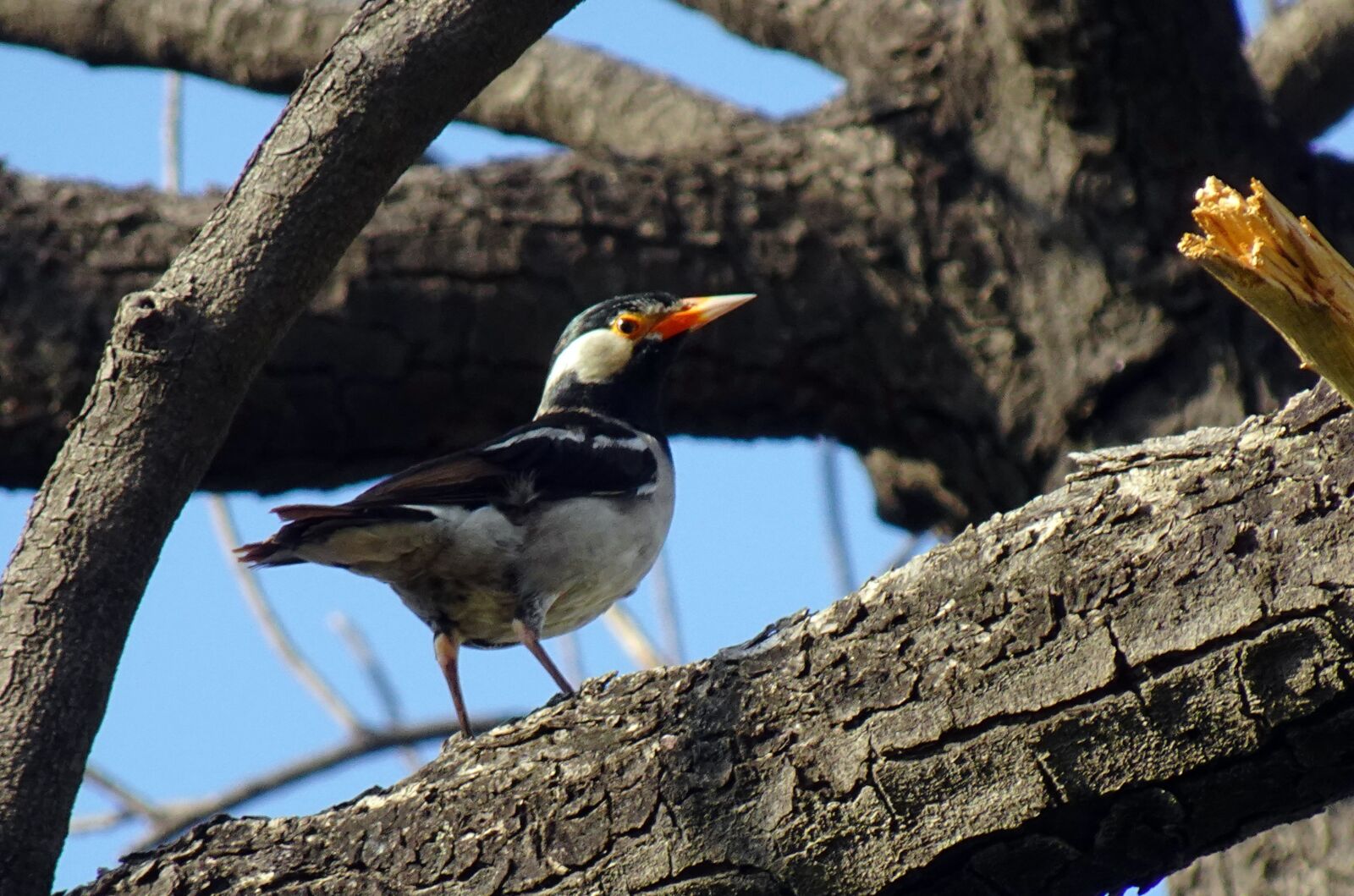 Sony DSC-WX800 sample photo. Bird, pied myna, starling photography