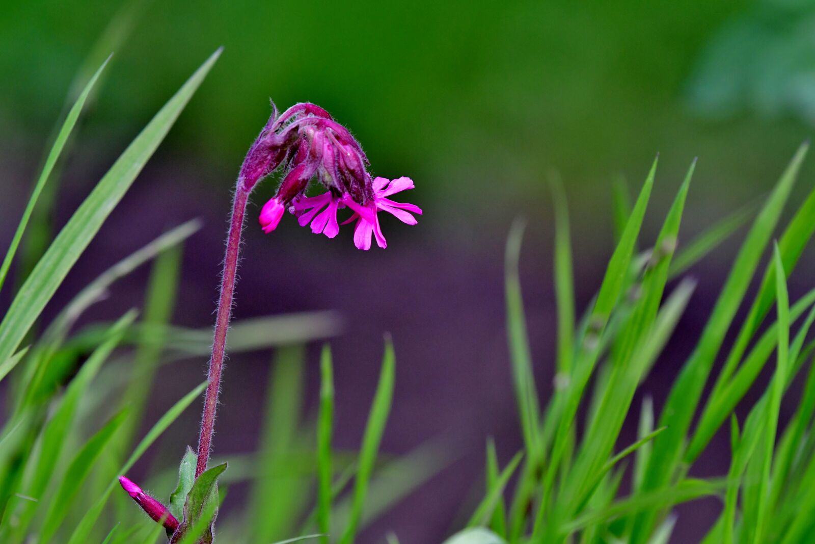 Nikon D500 sample photo. Flower, purple, nature photography