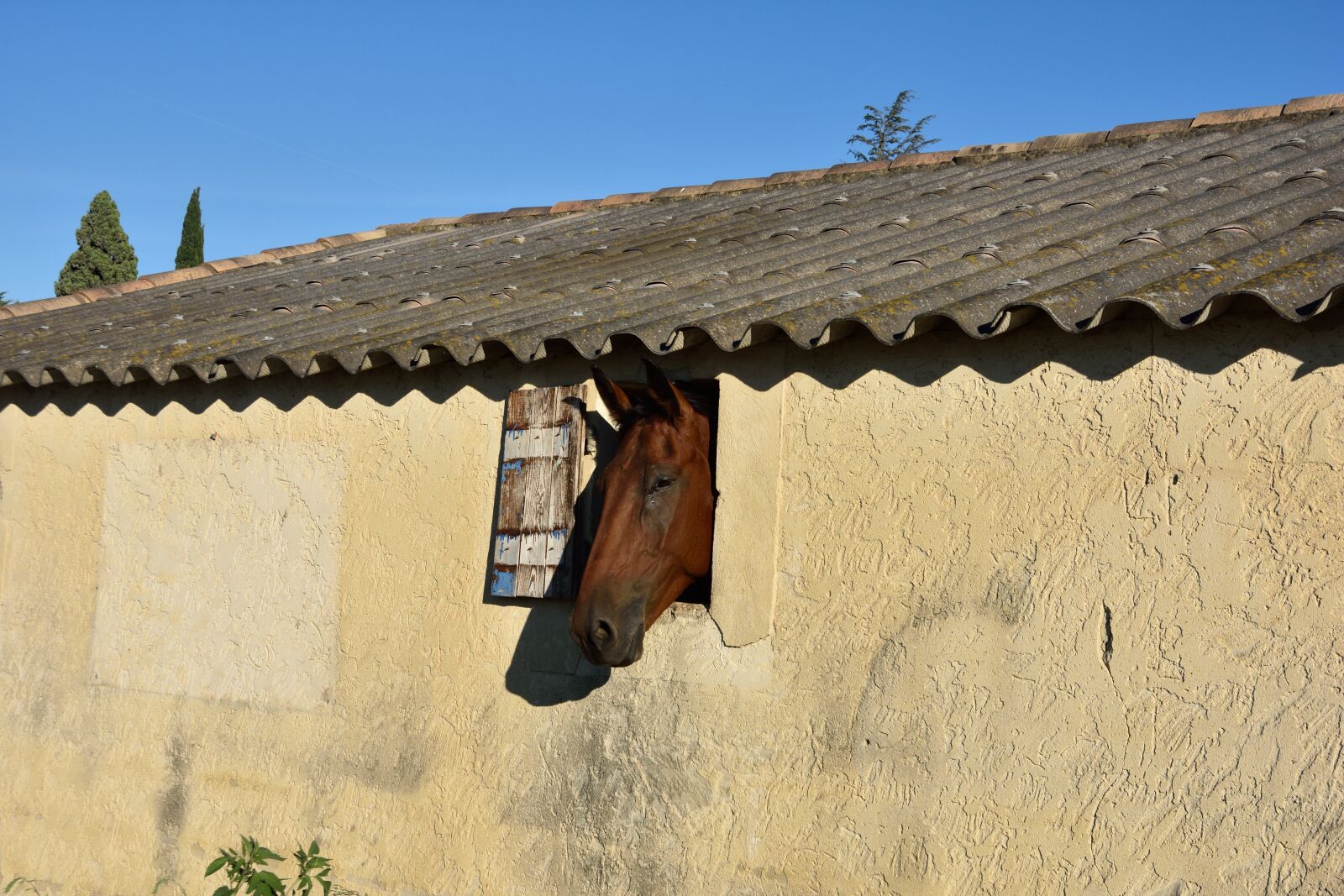 Nikon D7200 sample photo. Balm of venice, horse photography