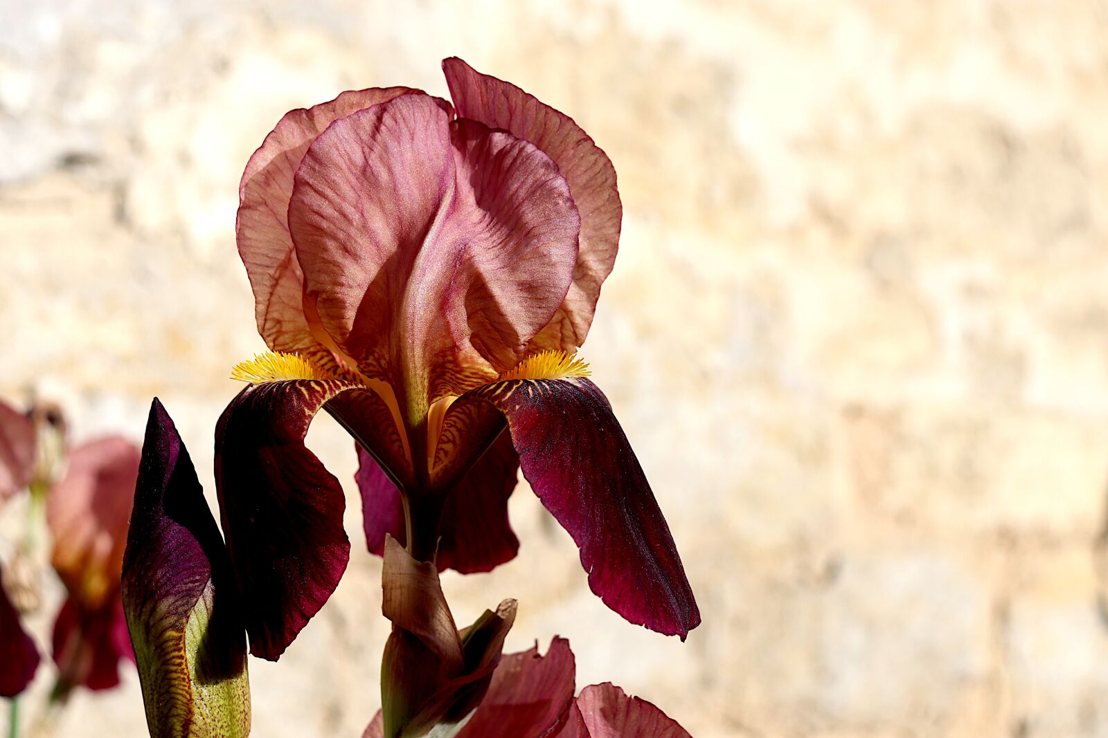 Canon EOS 800D (EOS Rebel T7i / EOS Kiss X9i) sample photo. Iris, plants, flowers photography