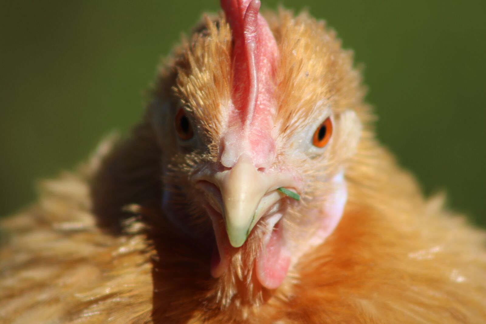 Canon EOS 2000D (EOS Rebel T7 / EOS Kiss X90 / EOS 1500D) sample photo. Chicken, hen, poultry photography
