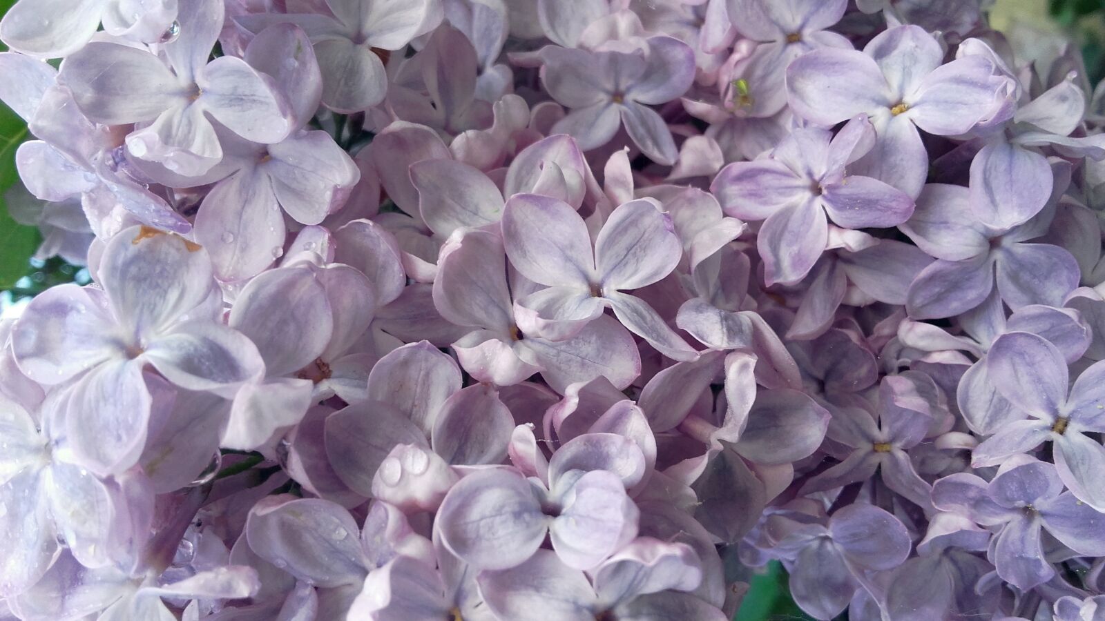Samsung Galaxy Grand Prime sample photo. Without, lilac, may photography