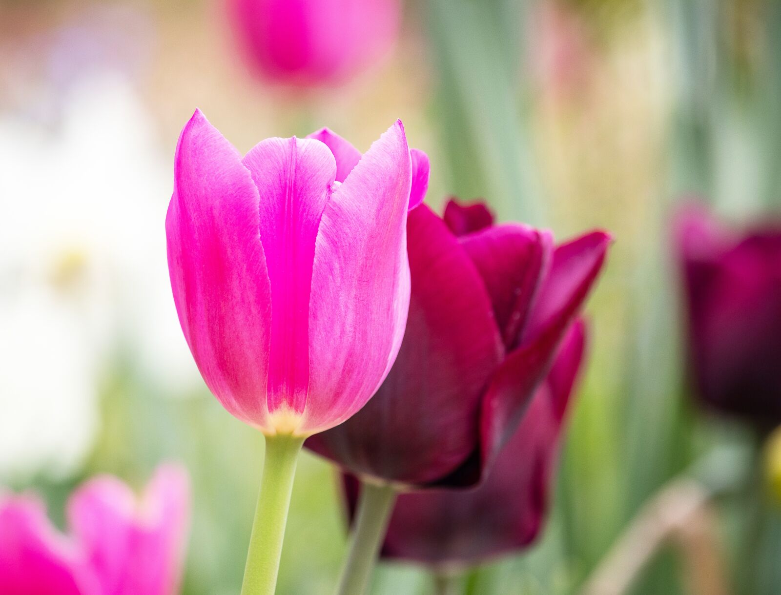 Canon EF-S 55-250mm F4-5.6 IS STM sample photo. Tulip, flower, plant photography