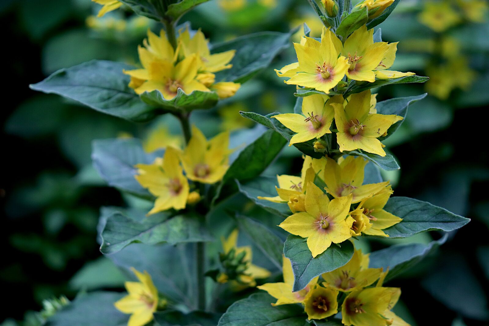 Canon EOS 800D (EOS Rebel T7i / EOS Kiss X9i) sample photo. Flowers, plants, the colour photography