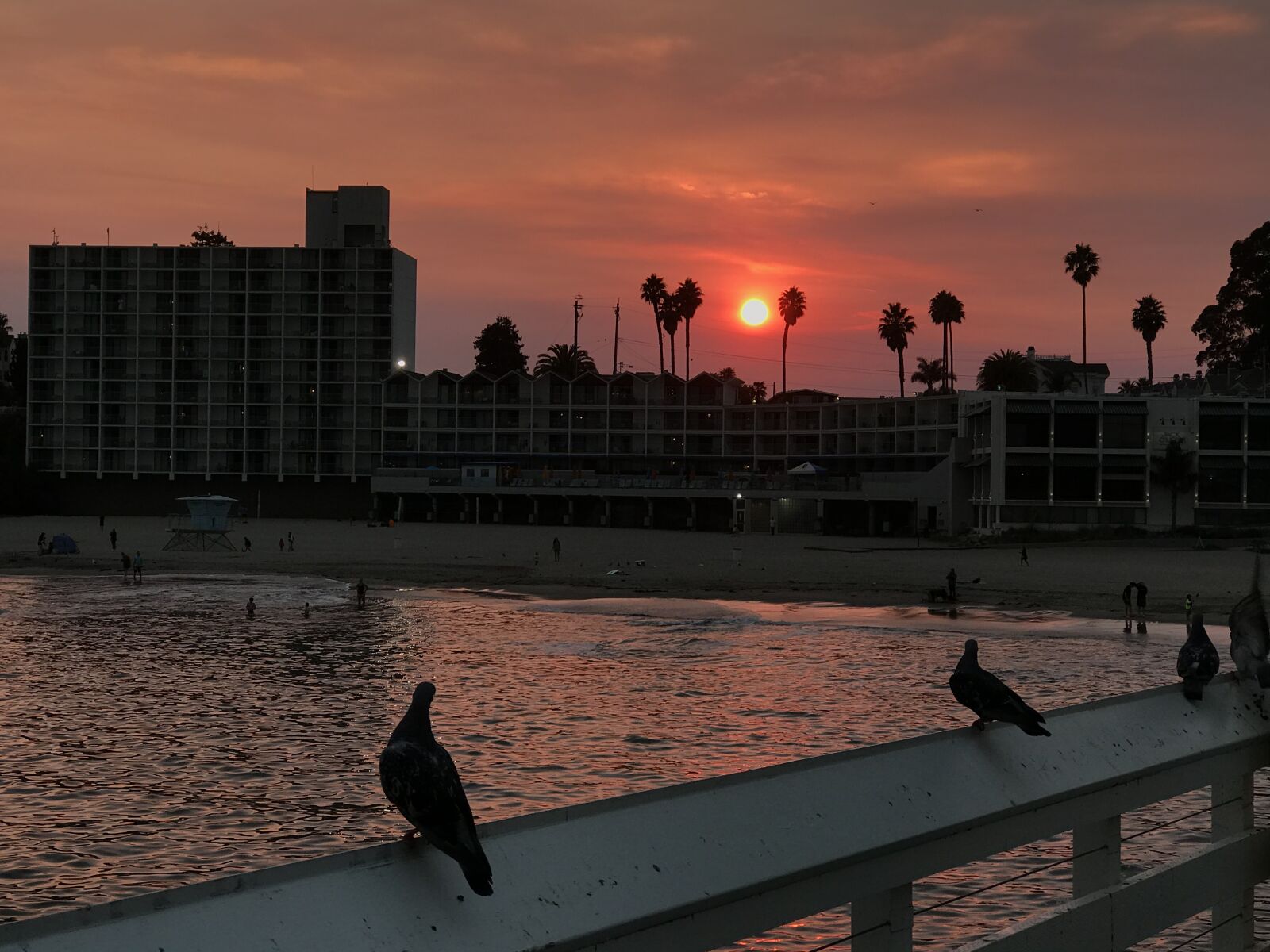 iPhone 7 Plus back dual camera 6.6mm f/2.8 sample photo. Seagulls, sunset, silhouette photography