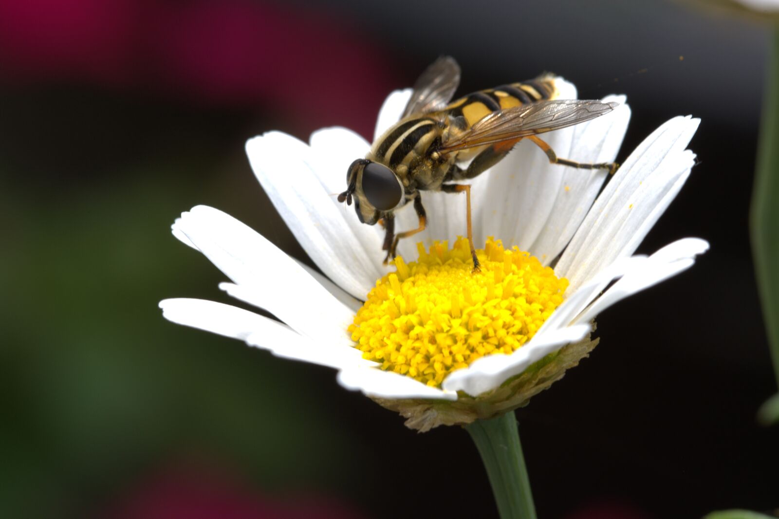 Nikon D5200 sample photo. Flower, marguerite, hover fly photography