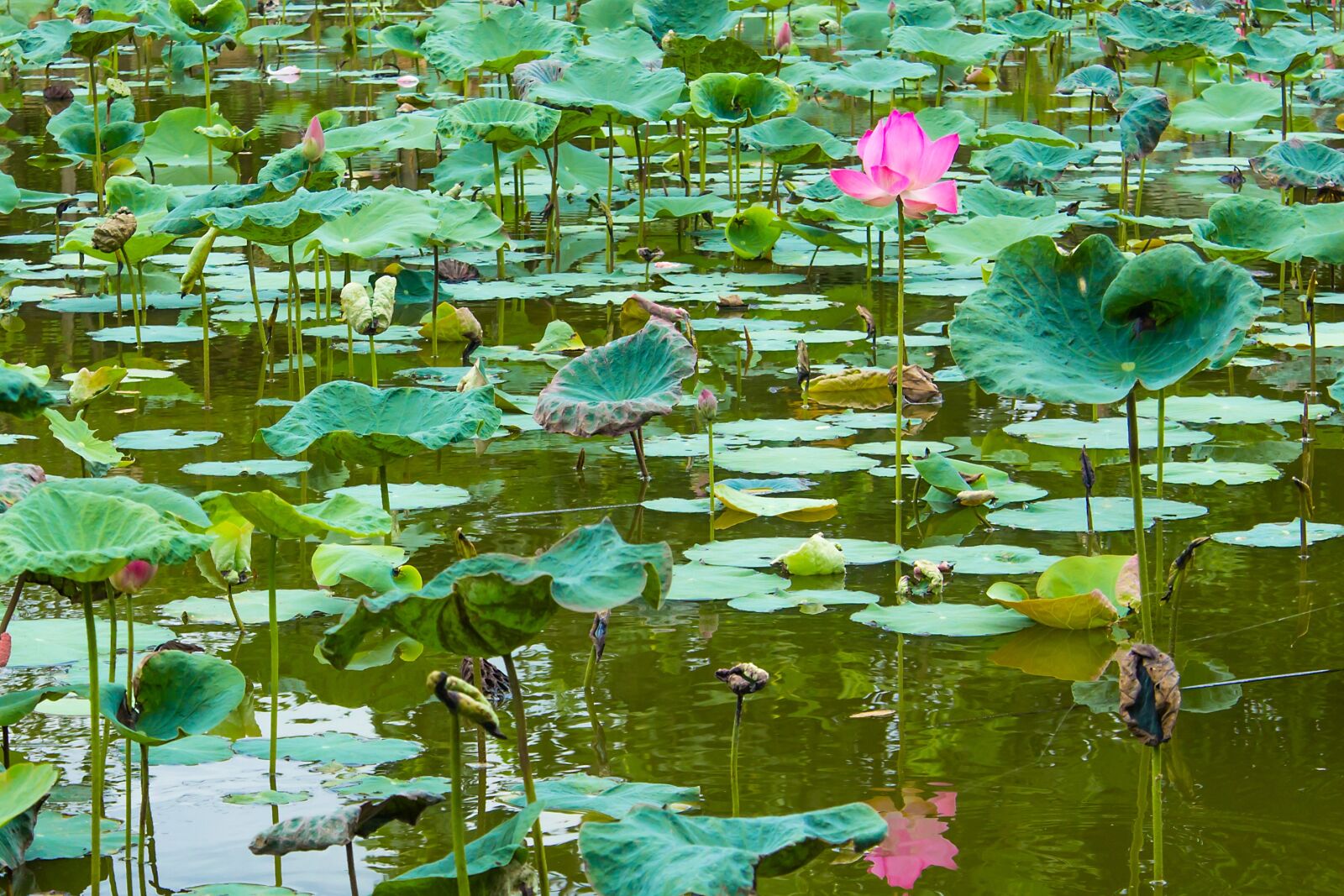 Canon EF-S 17-85mm F4-5.6 IS USM sample photo. Season, lotus, home photography