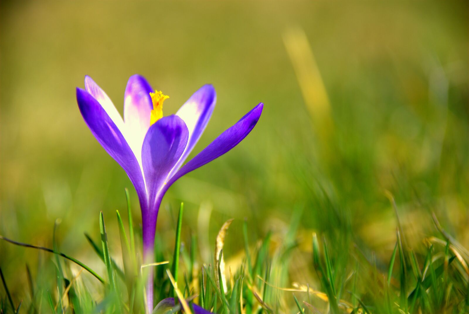 Nikon D80 sample photo. Macro, flower, flora photography