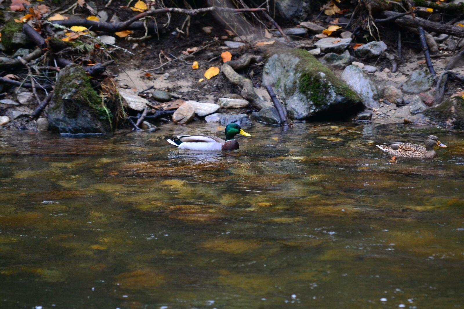 Nikon D3100 sample photo. Duck, river, ave photography