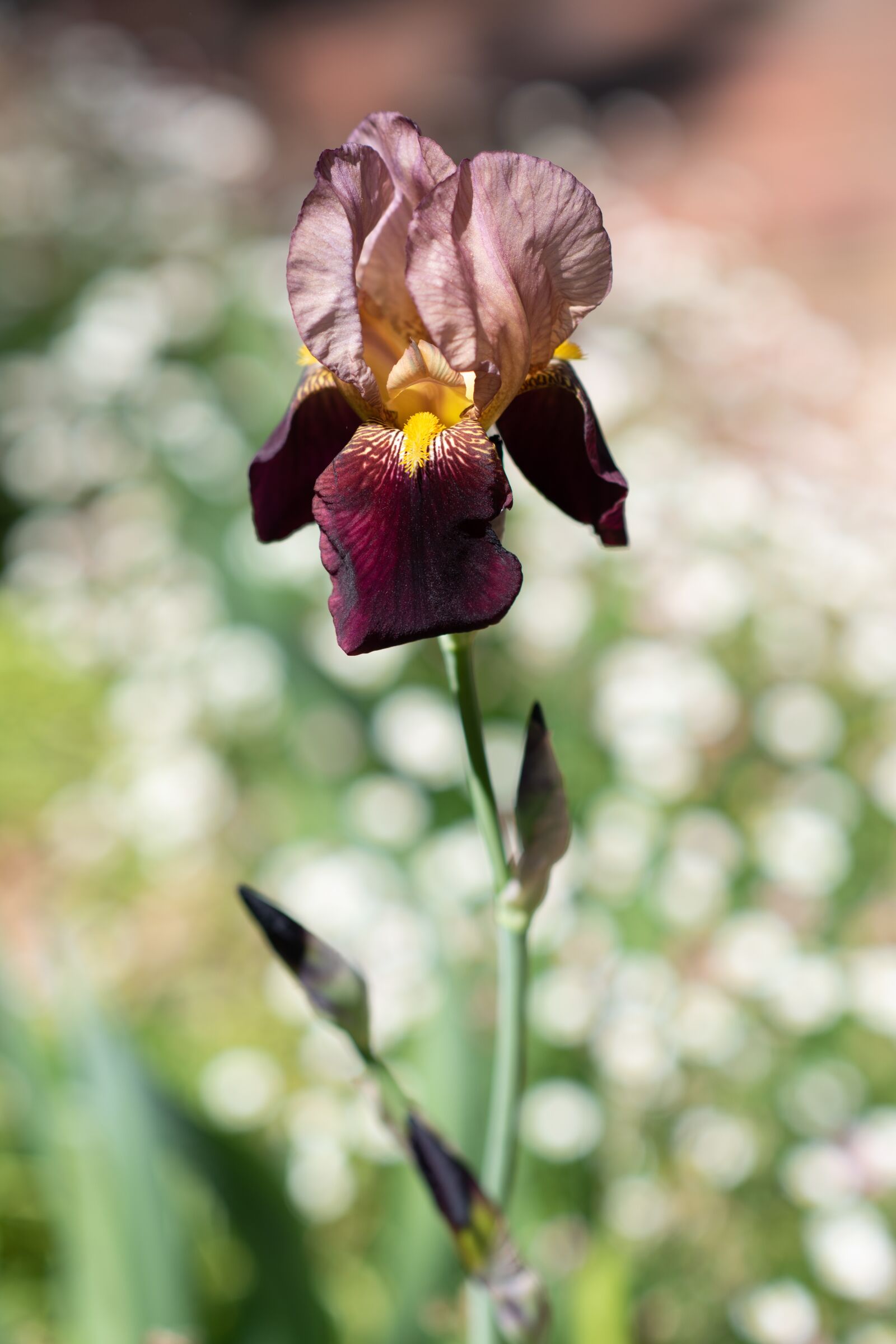 Nikon D750 sample photo. Iris, bearded iris, flower photography