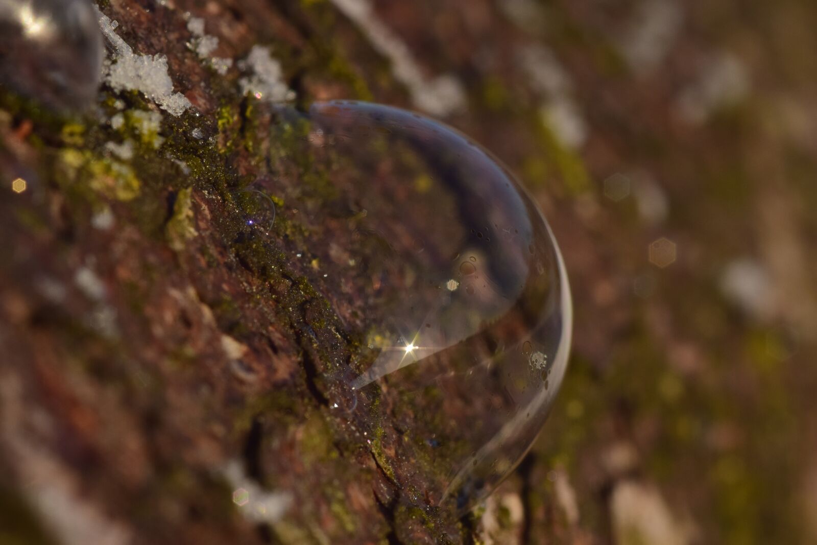 Nikon D3300 sample photo. Nature, background, close up photography