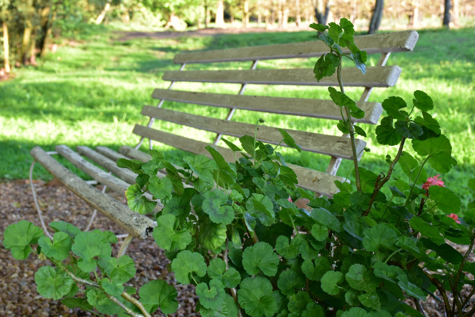 Nikon D5500 sample photo. Bench, countryside, outdoor photography