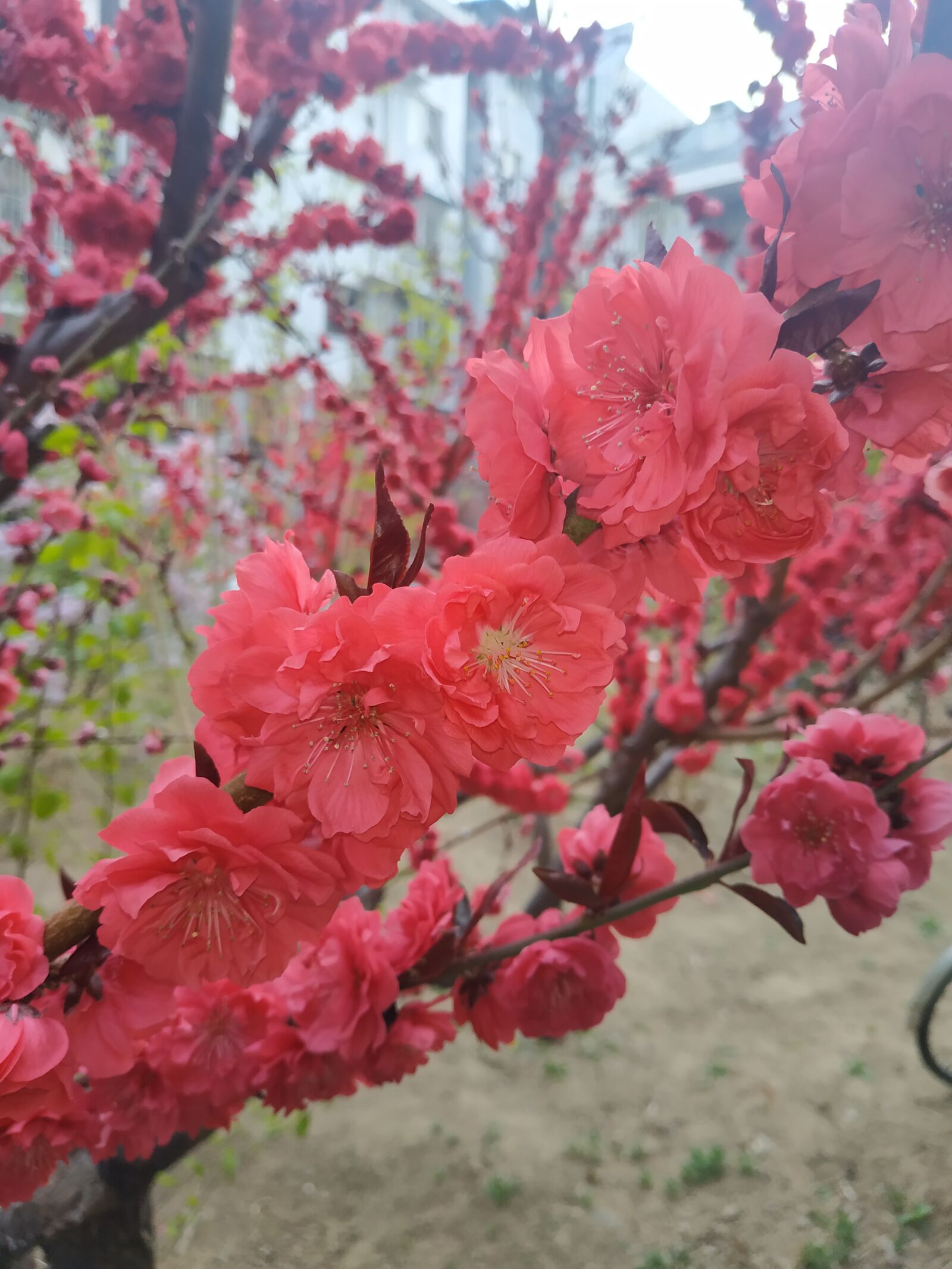 Xiaomi Redmi Note 5 sample photo. Flower, plant, still life photography