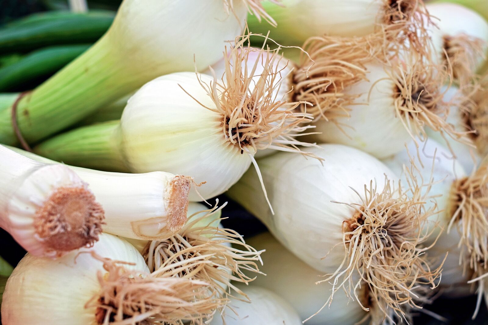 Fujifilm X-T10 + Fujifilm XF 35mm F1.4 R sample photo. Onion, spring onion, early photography