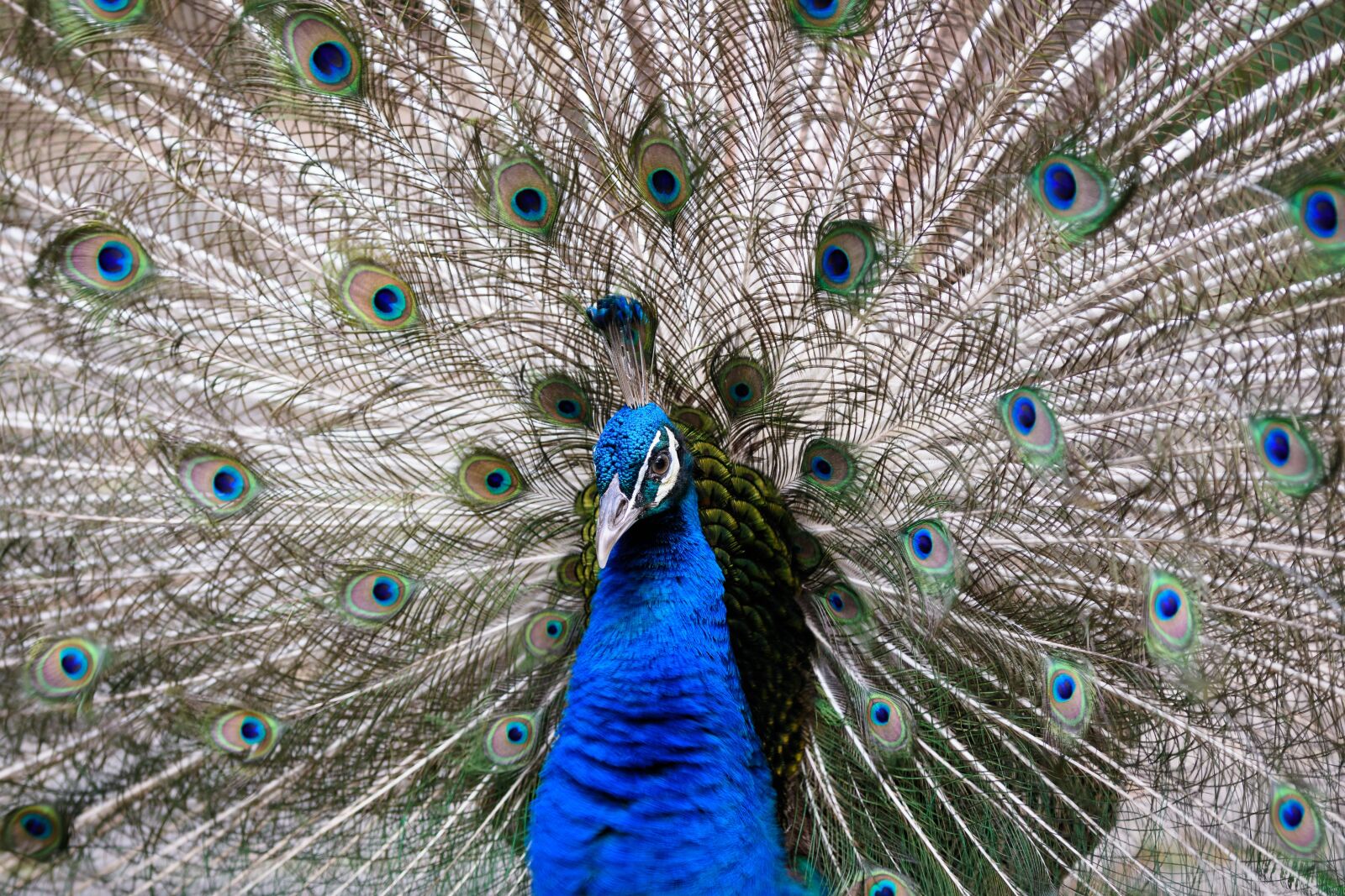 Nikon D3400 sample photo. Peacock, bird, animal photography