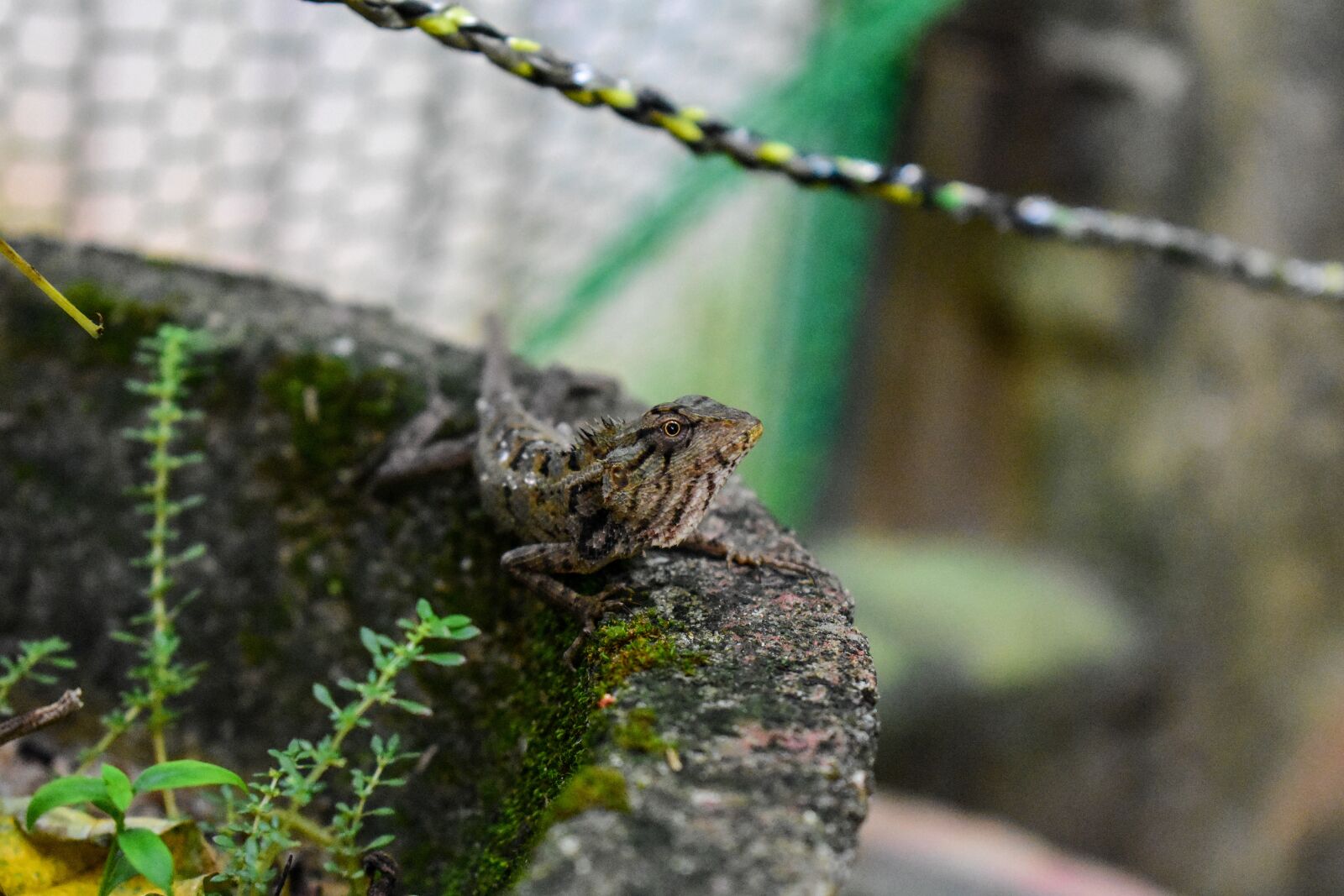 Nikon D3400 sample photo. Animal, chameleon, nature photography