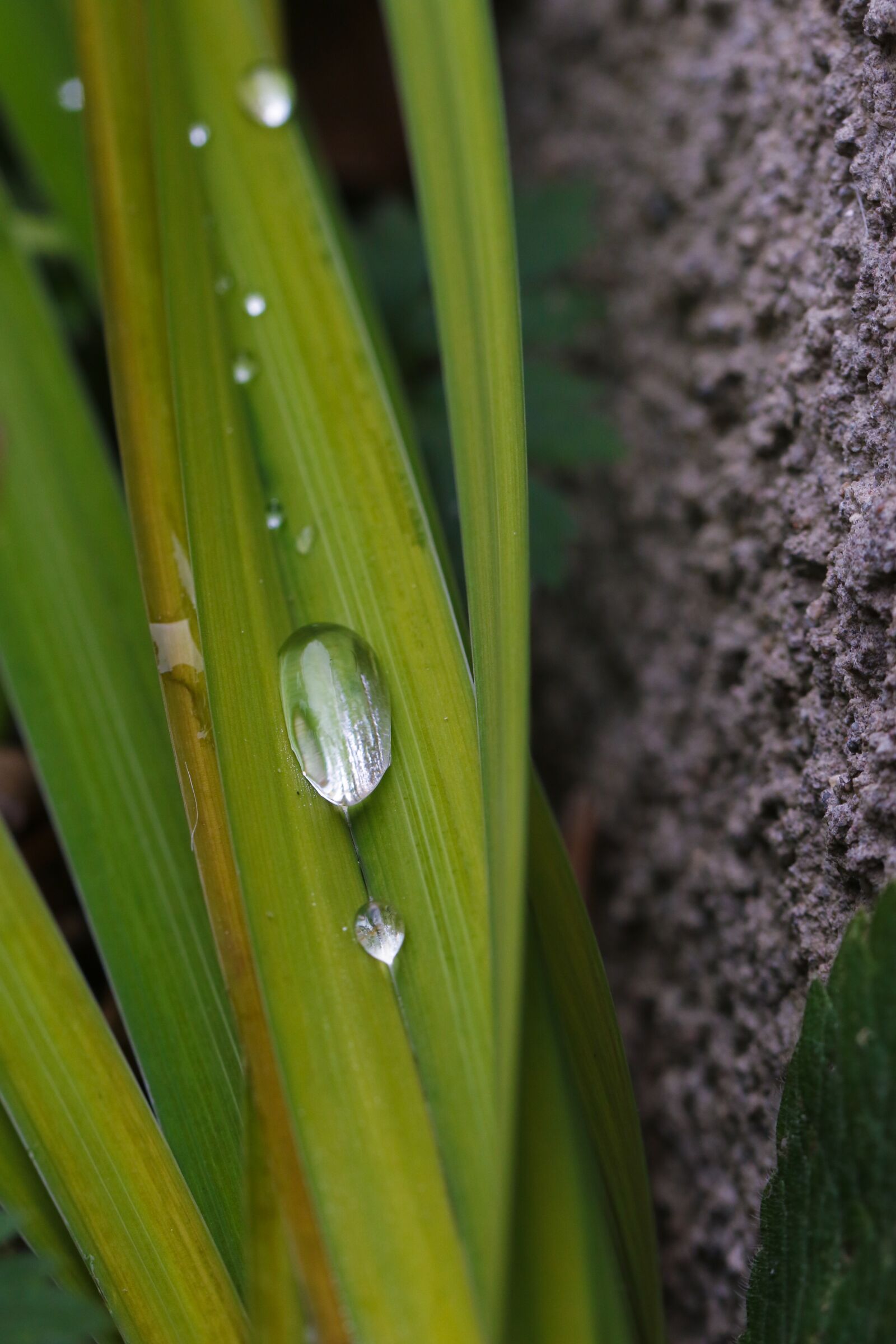 Canon EOS 7D Mark II sample photo. Drop, nature, green photography