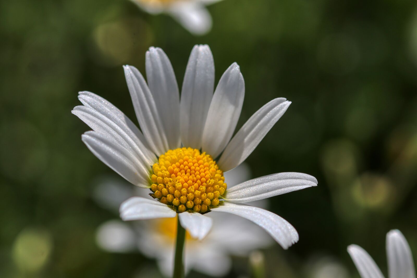Canon EOS 80D sample photo. Close up, flower, summer photography