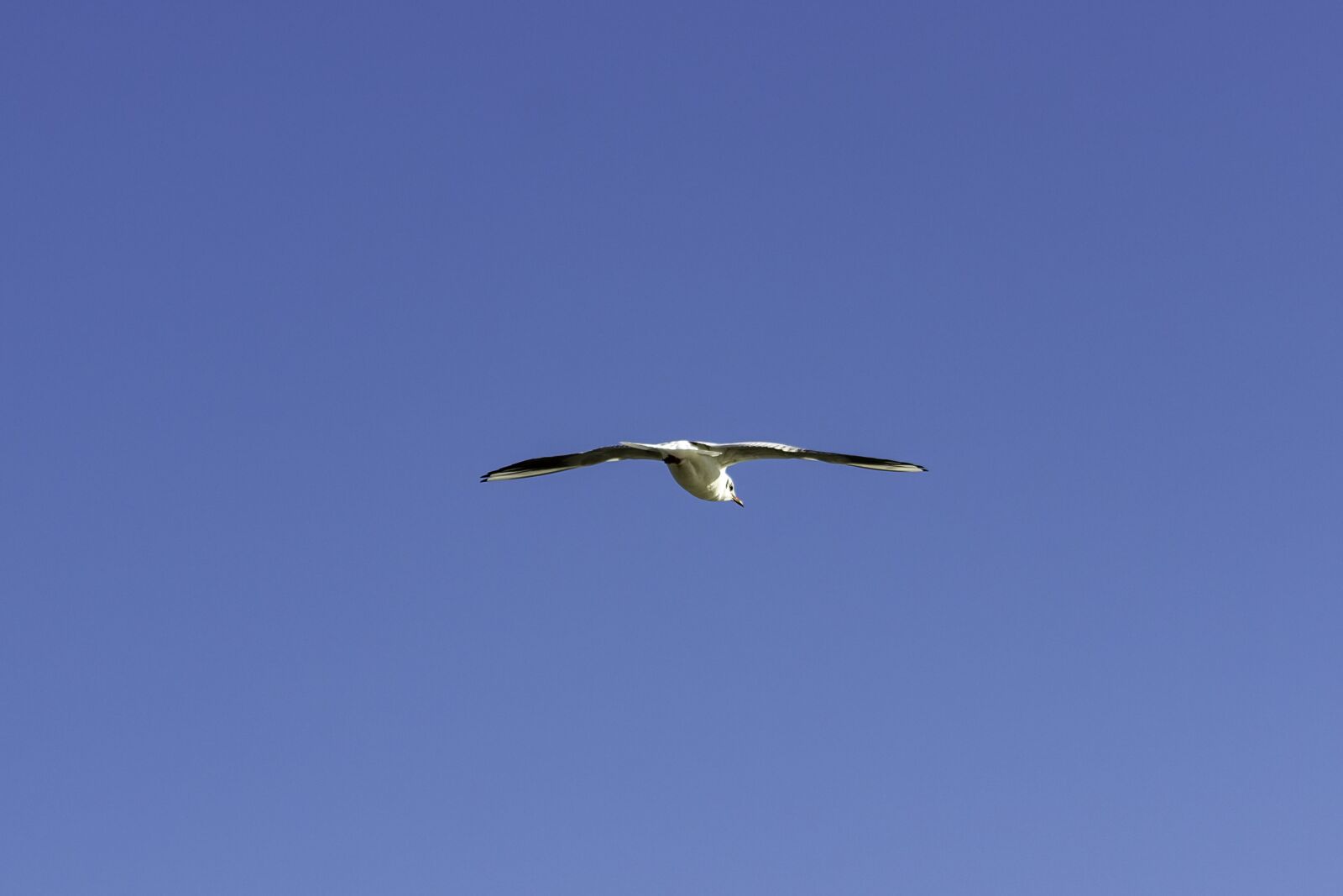 Canon EF75-300mm f/4-5.6 sample photo. Seagull, bird, water bird photography
