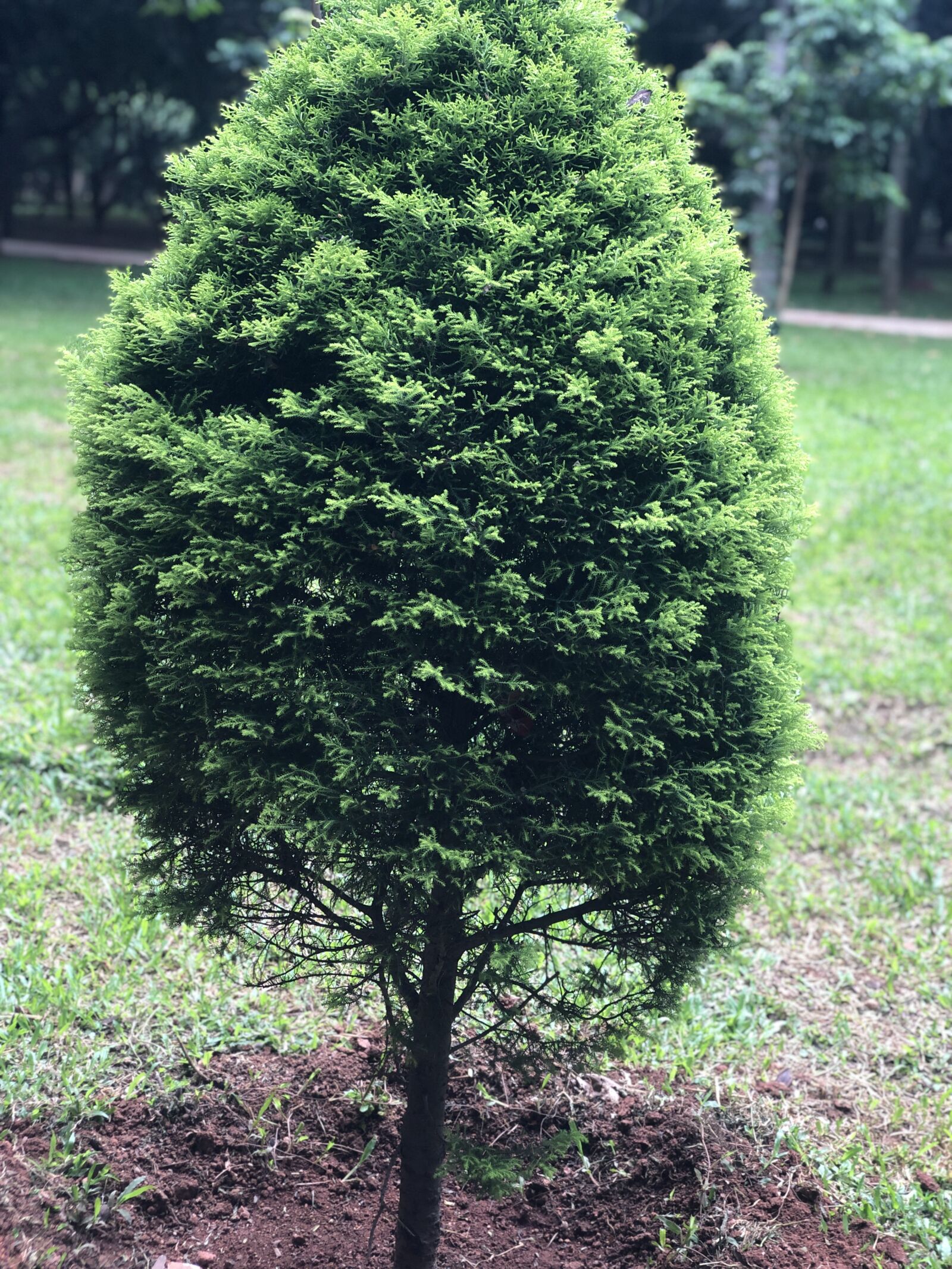 Apple iPhone X sample photo. Plant, park, garden photography
