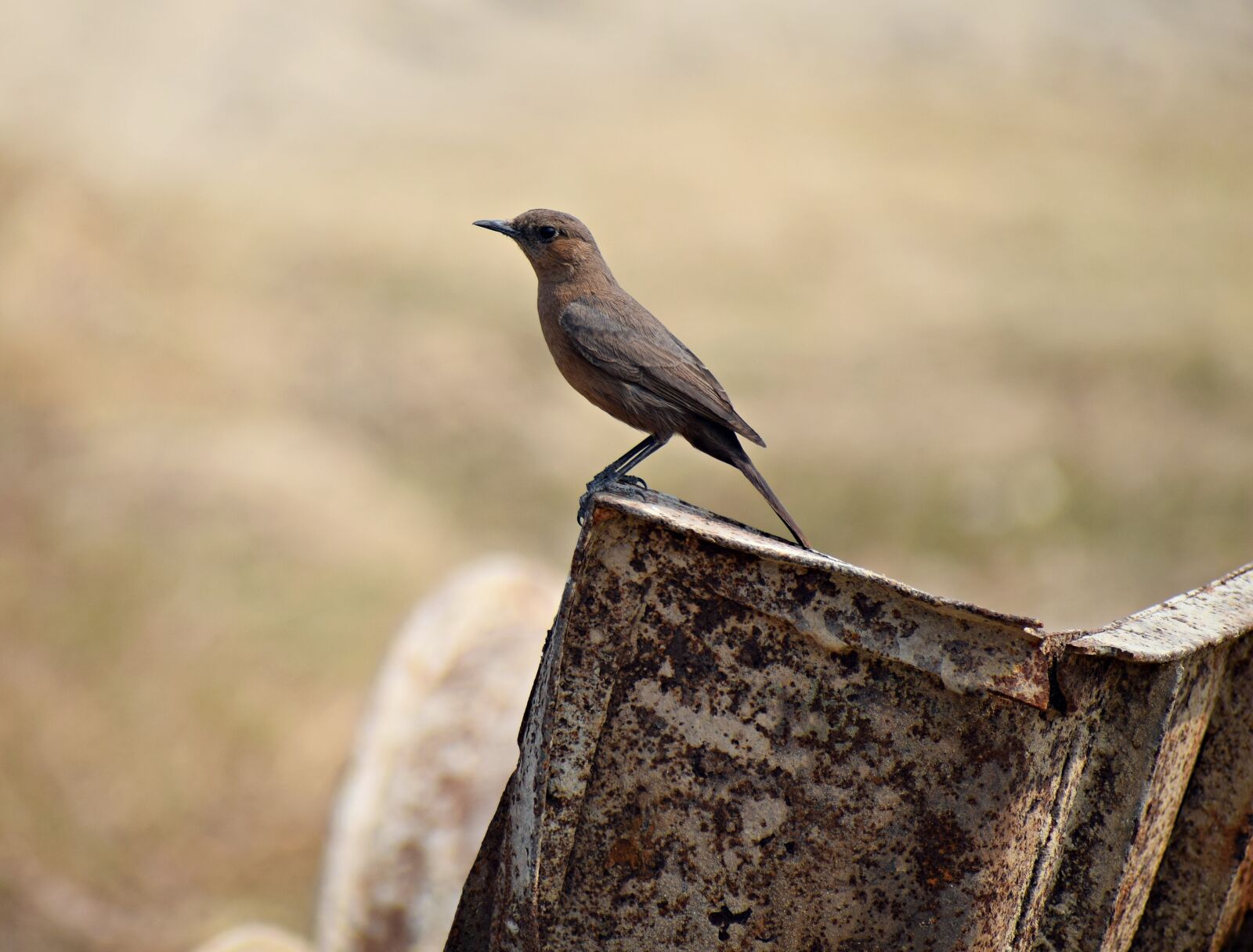 Nikon D3300 sample photo. Bird, sitting, nature photography