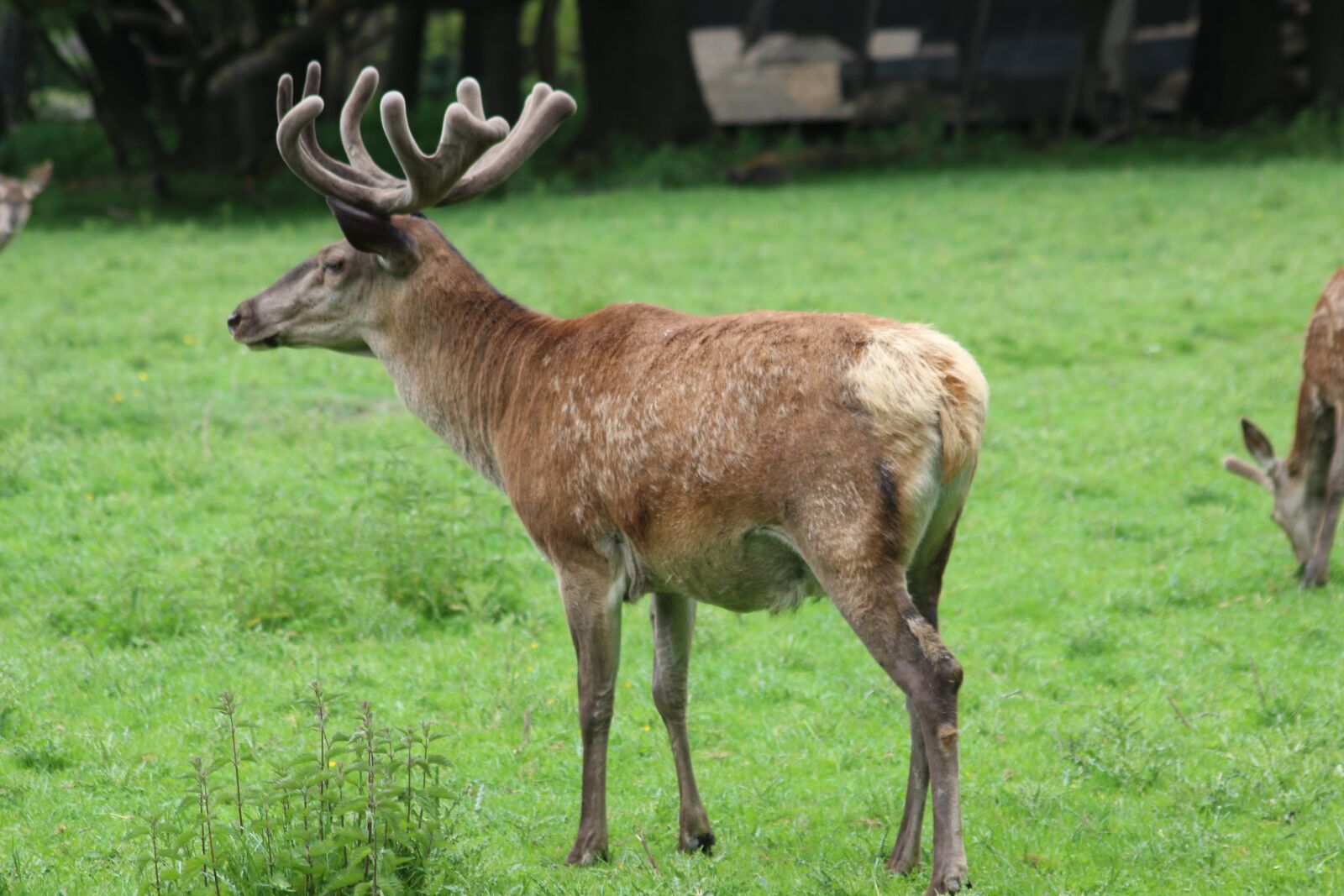Canon EOS 600D (Rebel EOS T3i / EOS Kiss X5) sample photo. Fallow deer, deer, end photography
