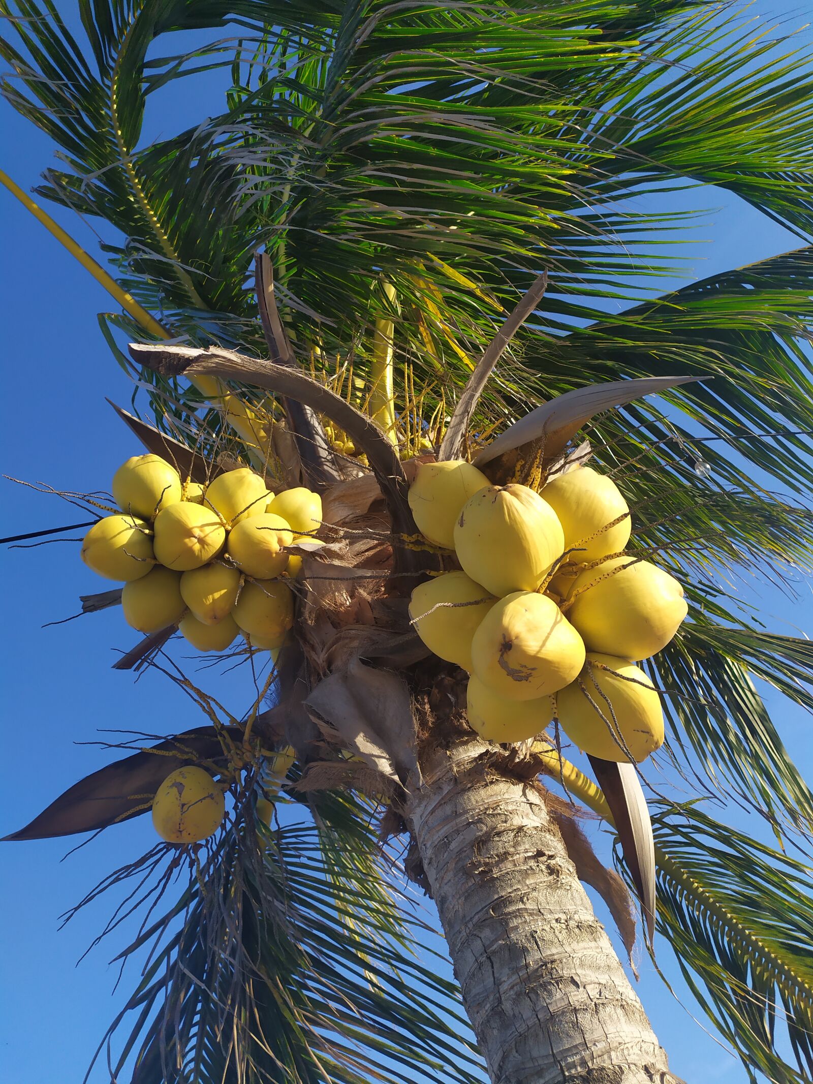 Xiaomi Redmi Note 7 sample photo. Palm, palm tree, beach photography