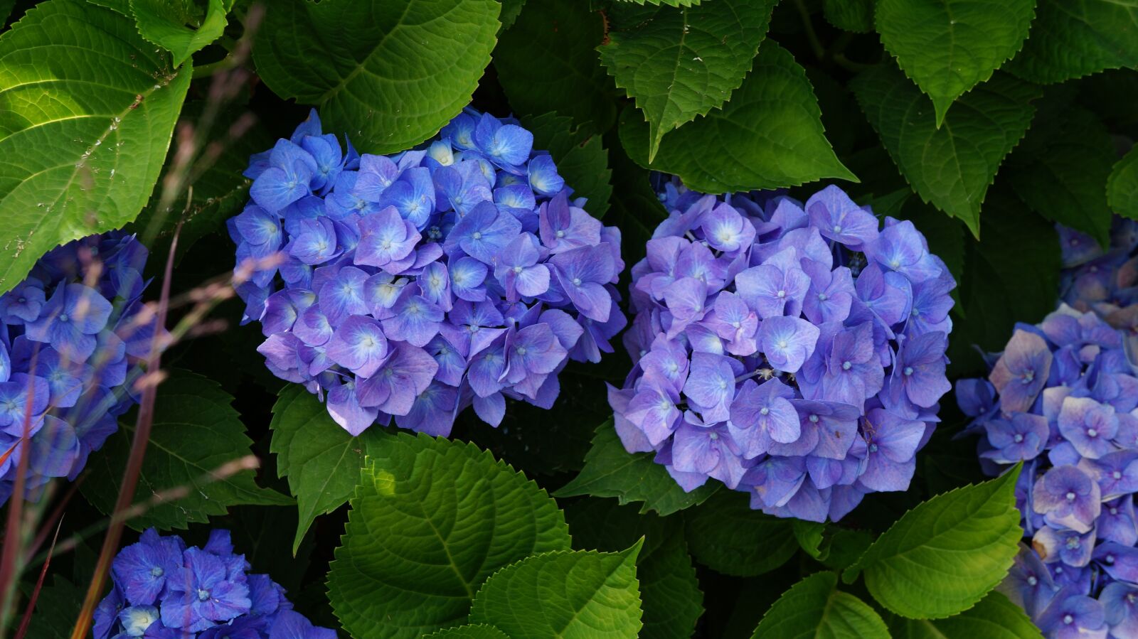 Sony Alpha a3000 + Sony E 18-55mm F3.5-5.6 OSS sample photo. Garden, flowers, hydrangea photography
