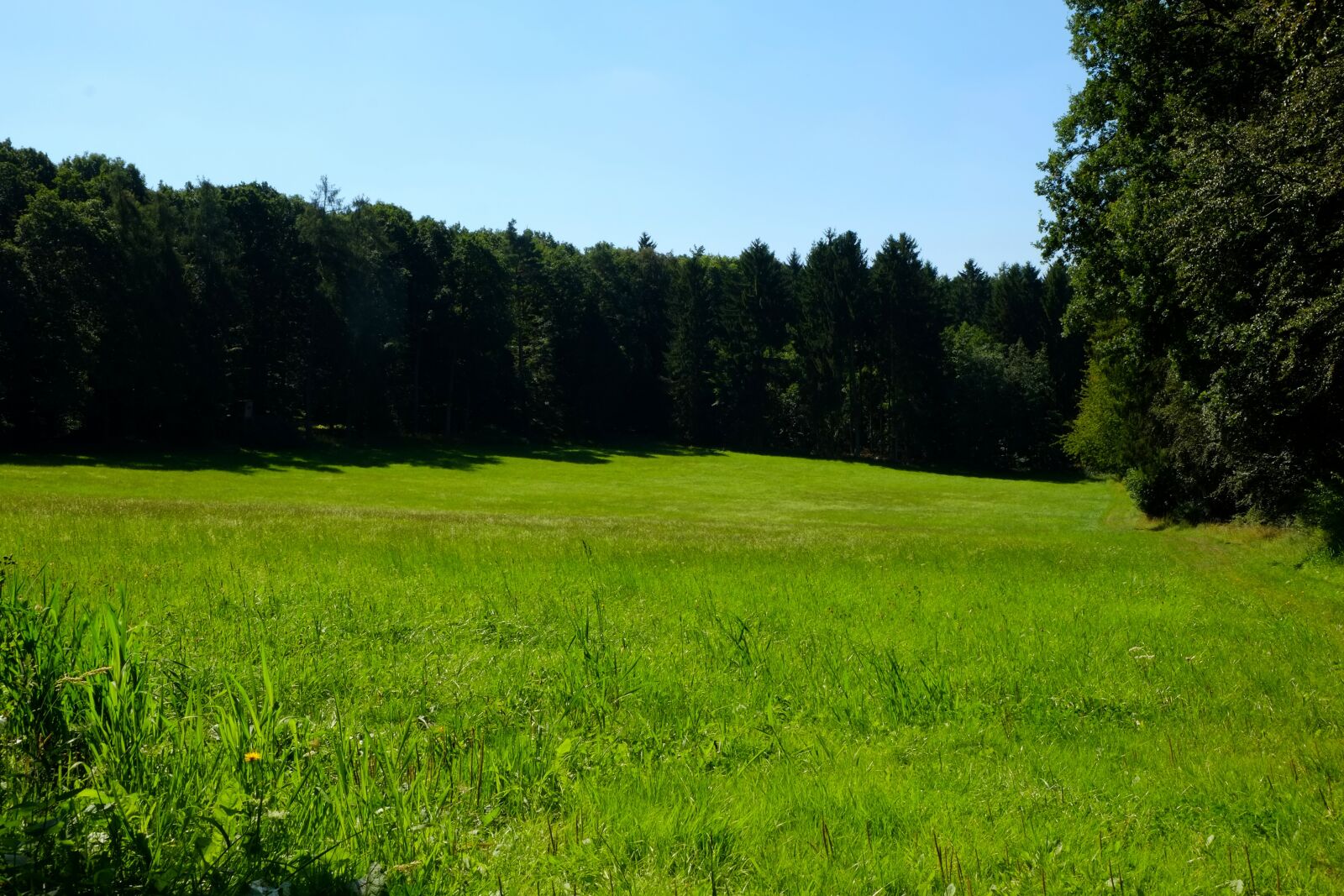 Fujifilm X-E1 sample photo. Glade, meadow, nature photography
