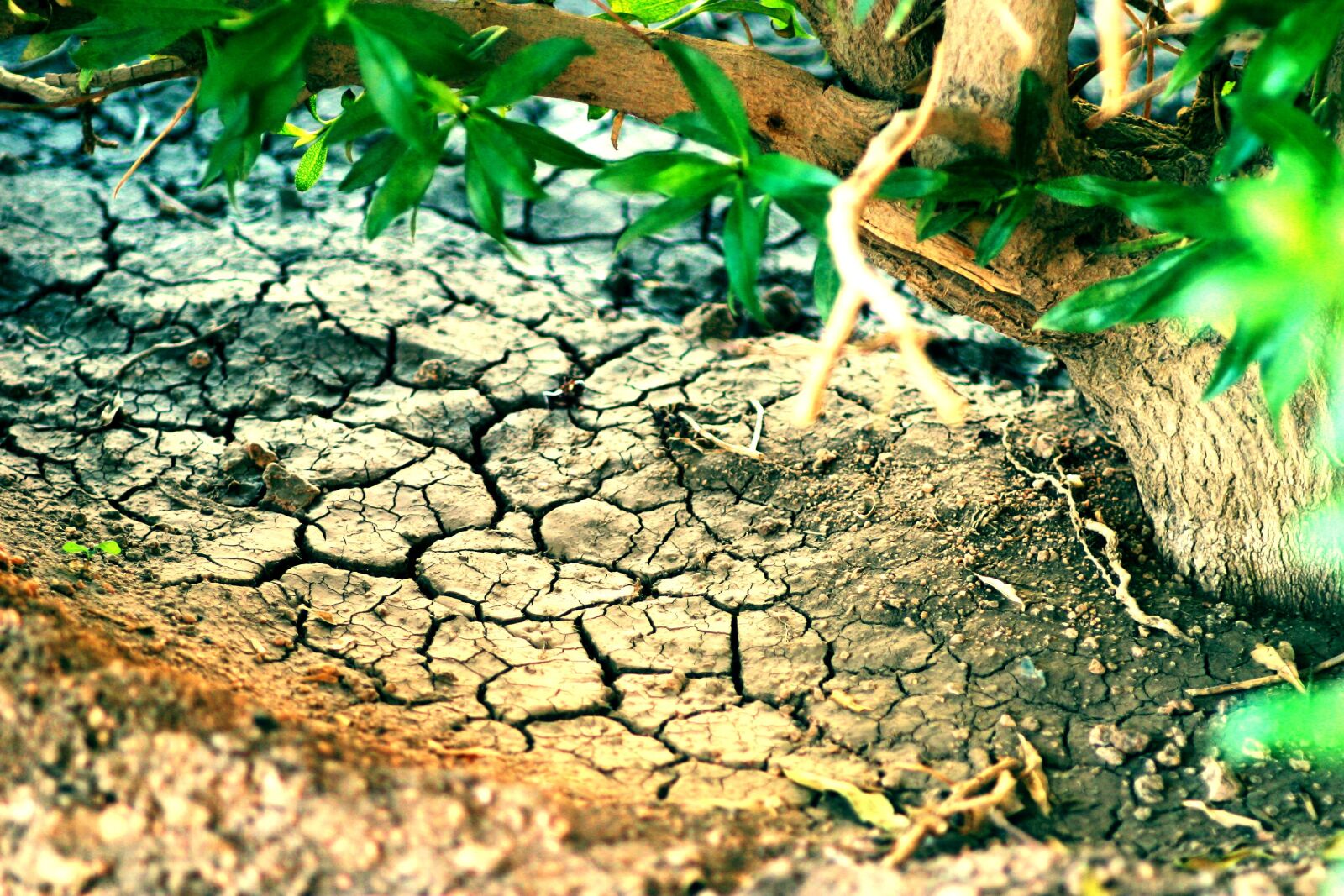 Canon EOS D60 sample photo. Dried, cracked, soil photography