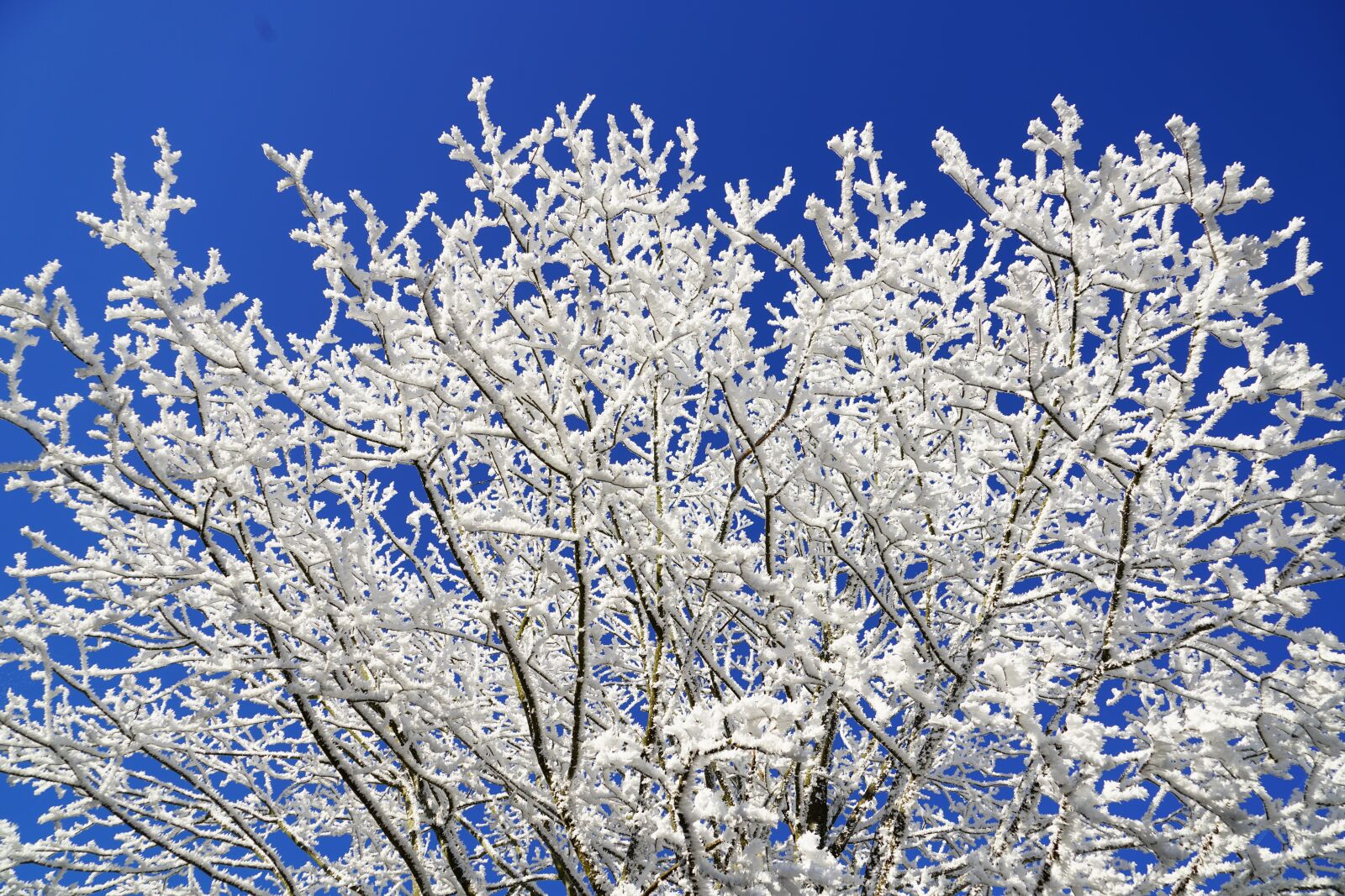 Sony a7R II + Sony FE 24-240mm F3.5-6.3 OSS sample photo. Tree, crown, hoarfrost photography