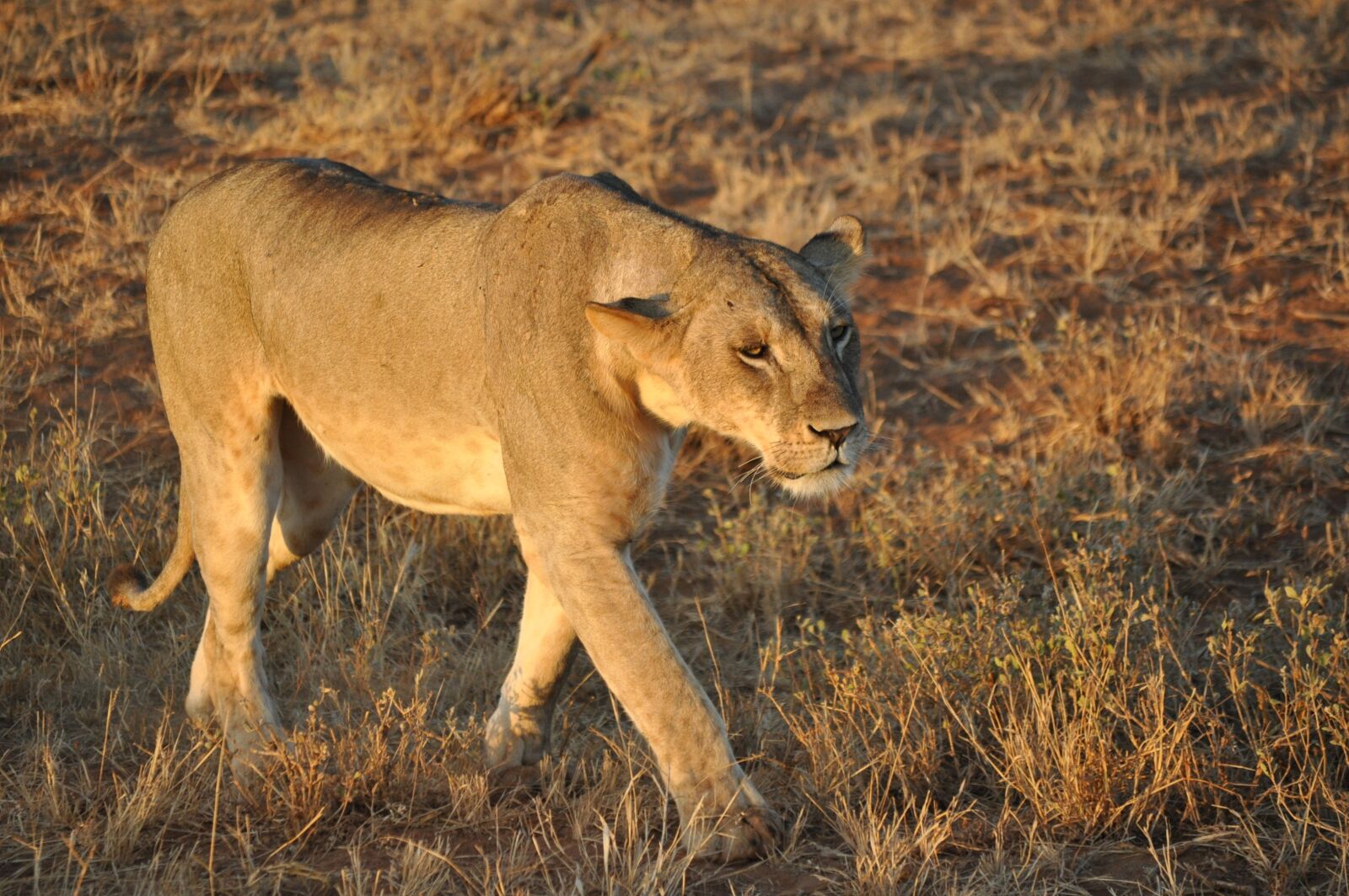 Nikon D5000 sample photo. Animal world, mammal, animal photography