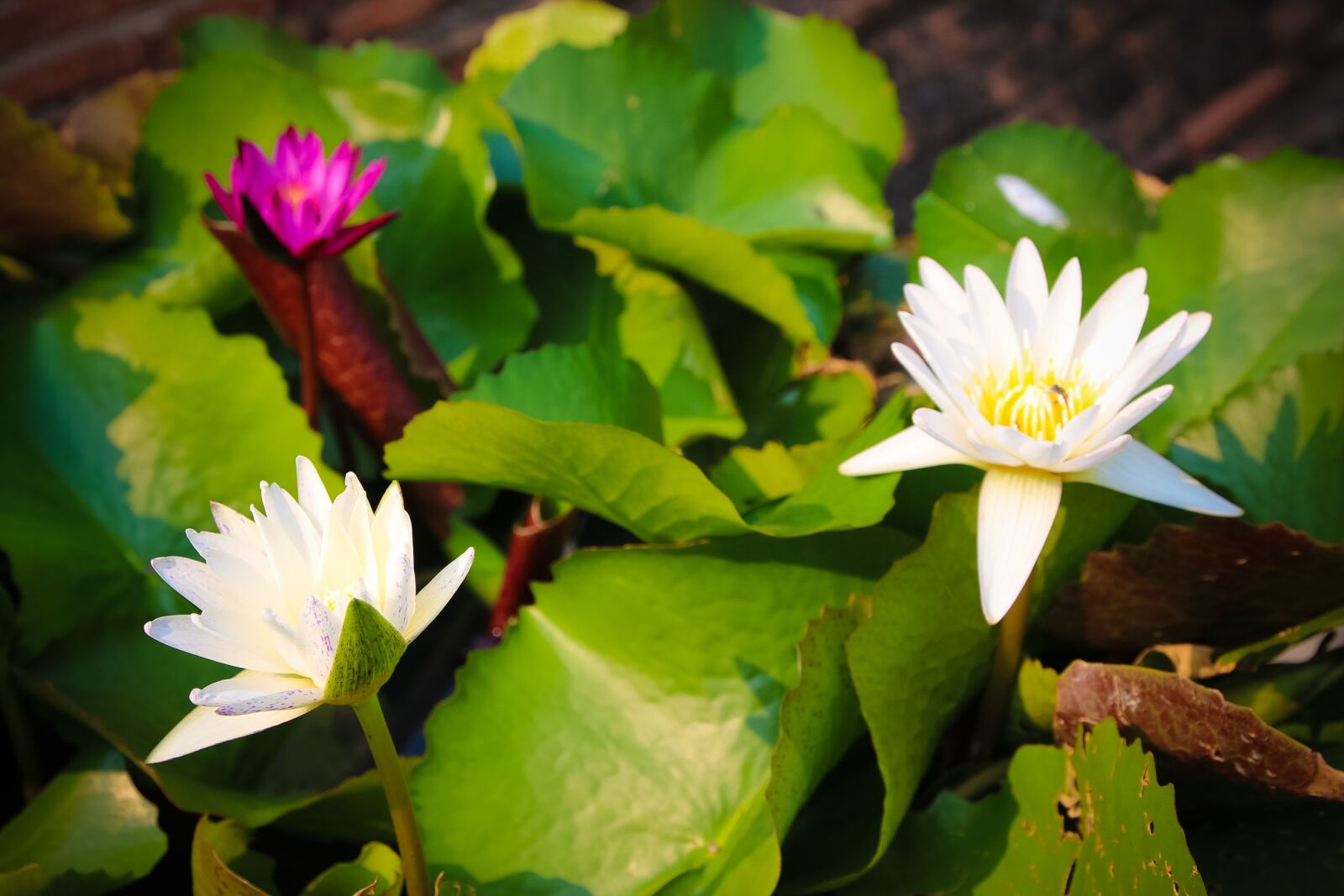 Canon EOS 70D sample photo. Lotus, flower photography