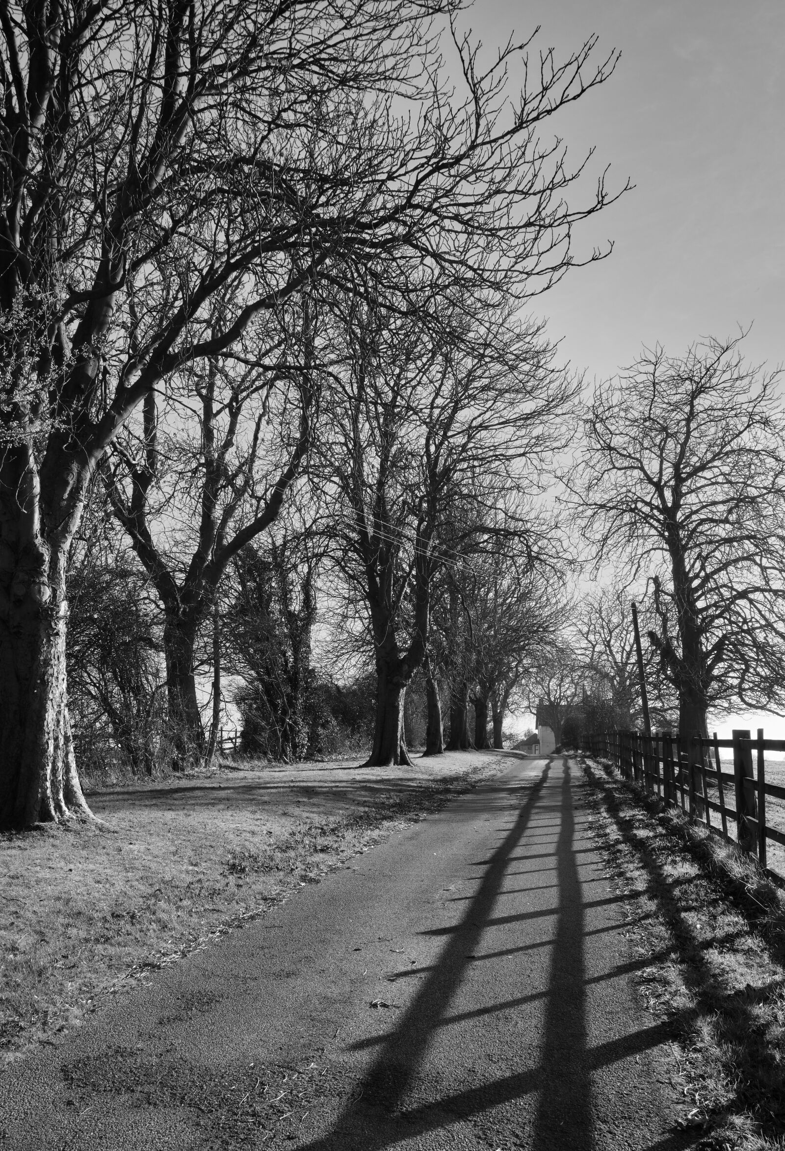 Fujifilm X-T3 sample photo. Road, leading lines, trees photography