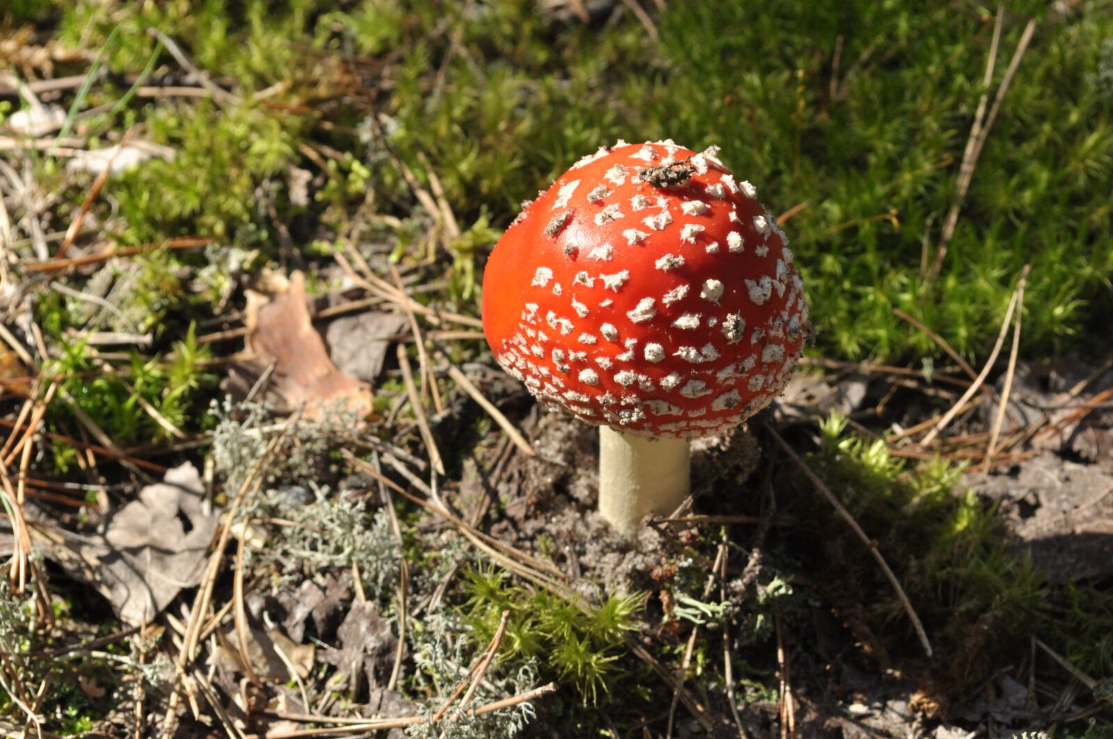 Nikon D5000 sample photo. Mushroom, forest, nature photography