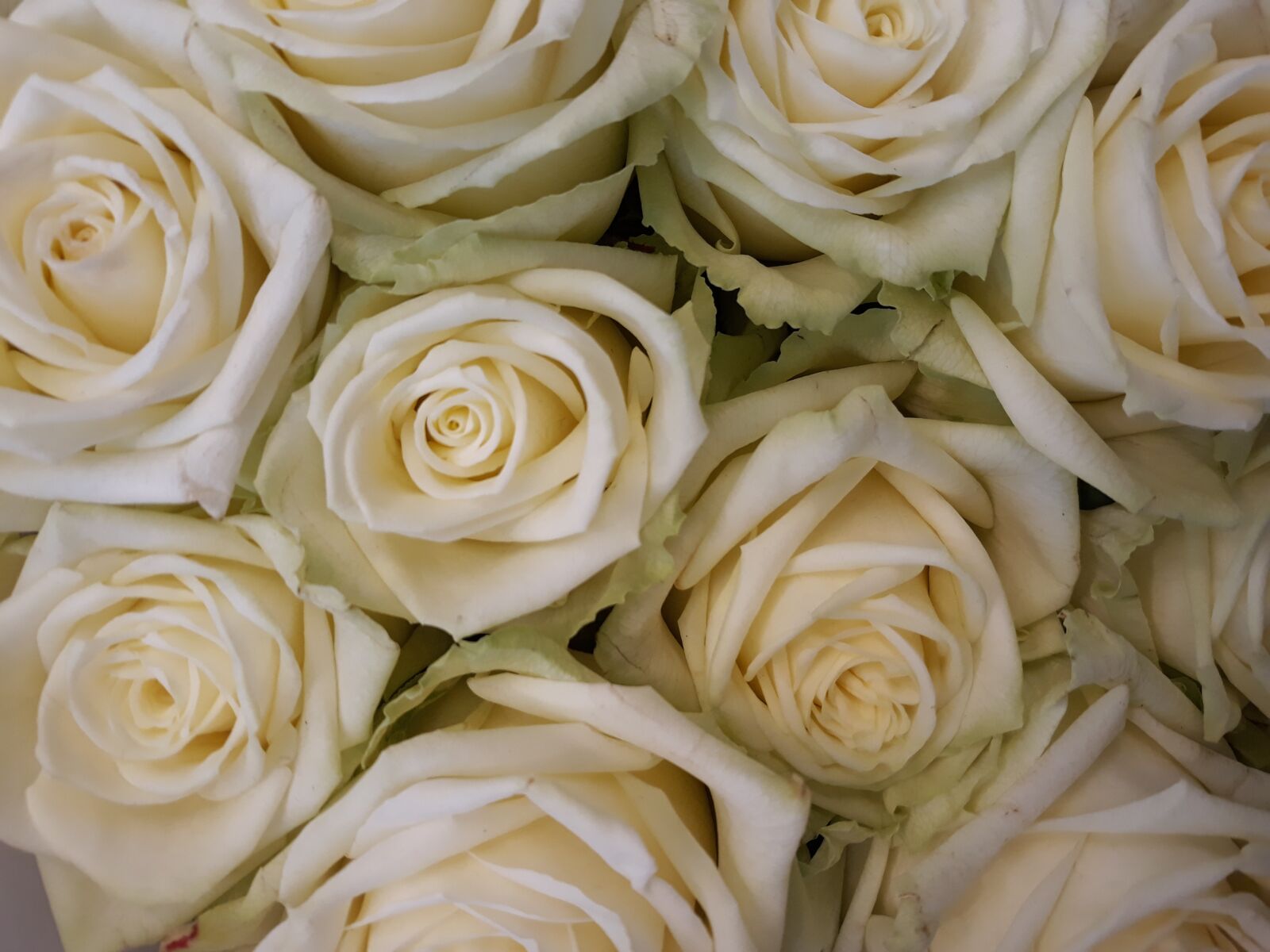 Samsung Galaxy J7 sample photo. Rose, flower, floral photography