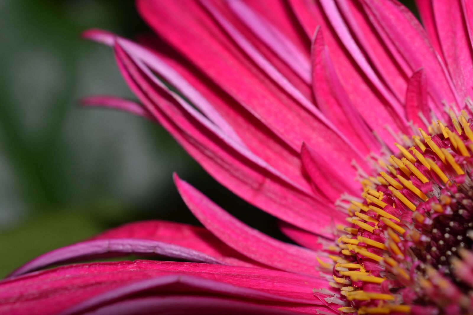Nikon D3100 sample photo. Flower, pink, bloom photography
