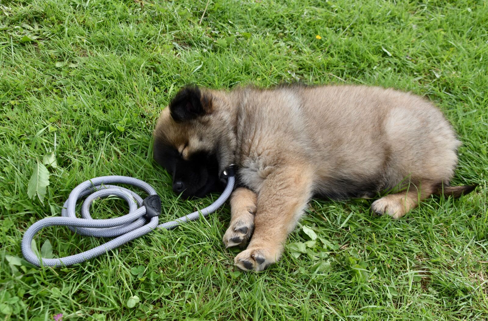 Nikon D5600 sample photo. Dog, puppy sleeps on photography