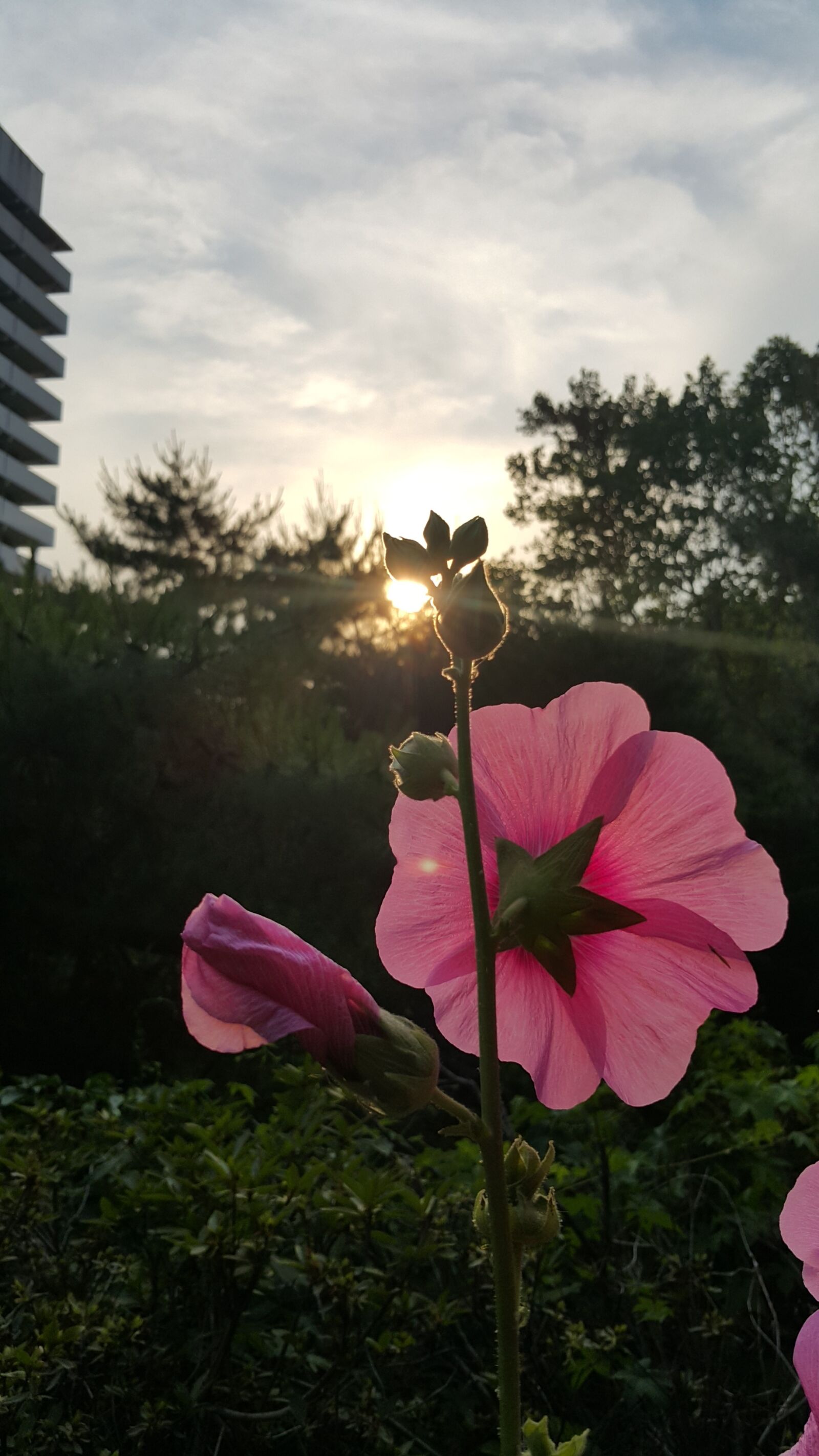 Samsung Galaxy Note4 sample photo. Summer flowers, summer, sky photography