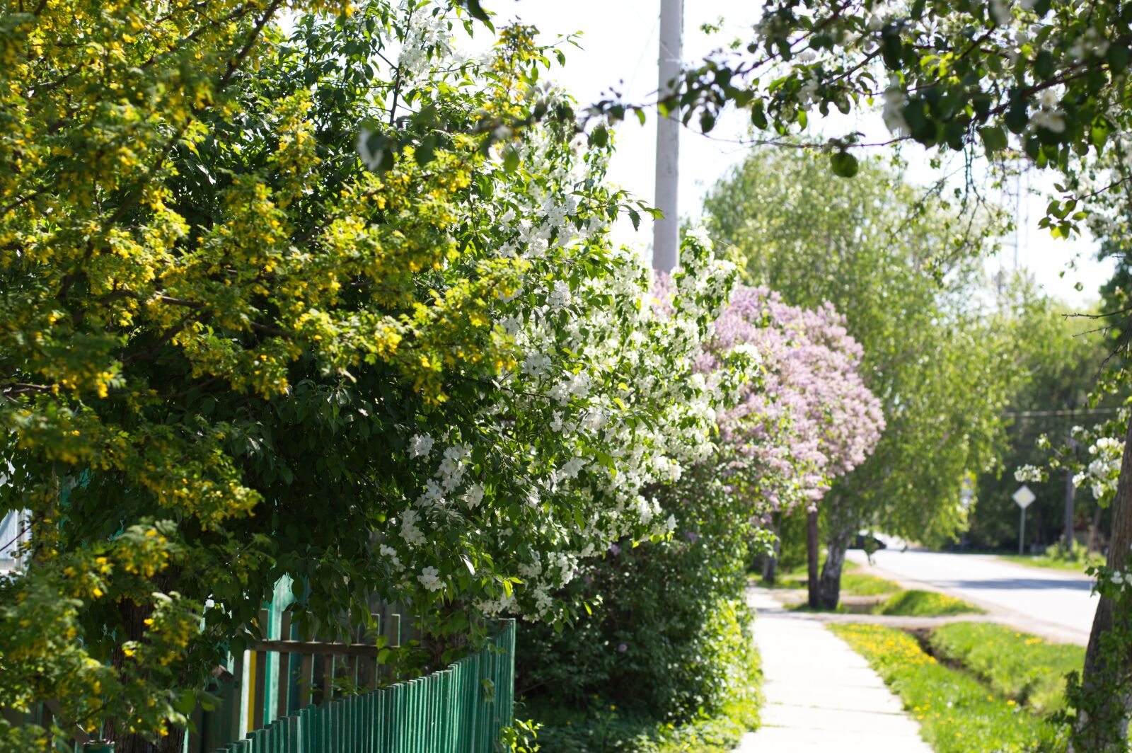 Nikon D3200 sample photo. Spring, shrub, bloom photography