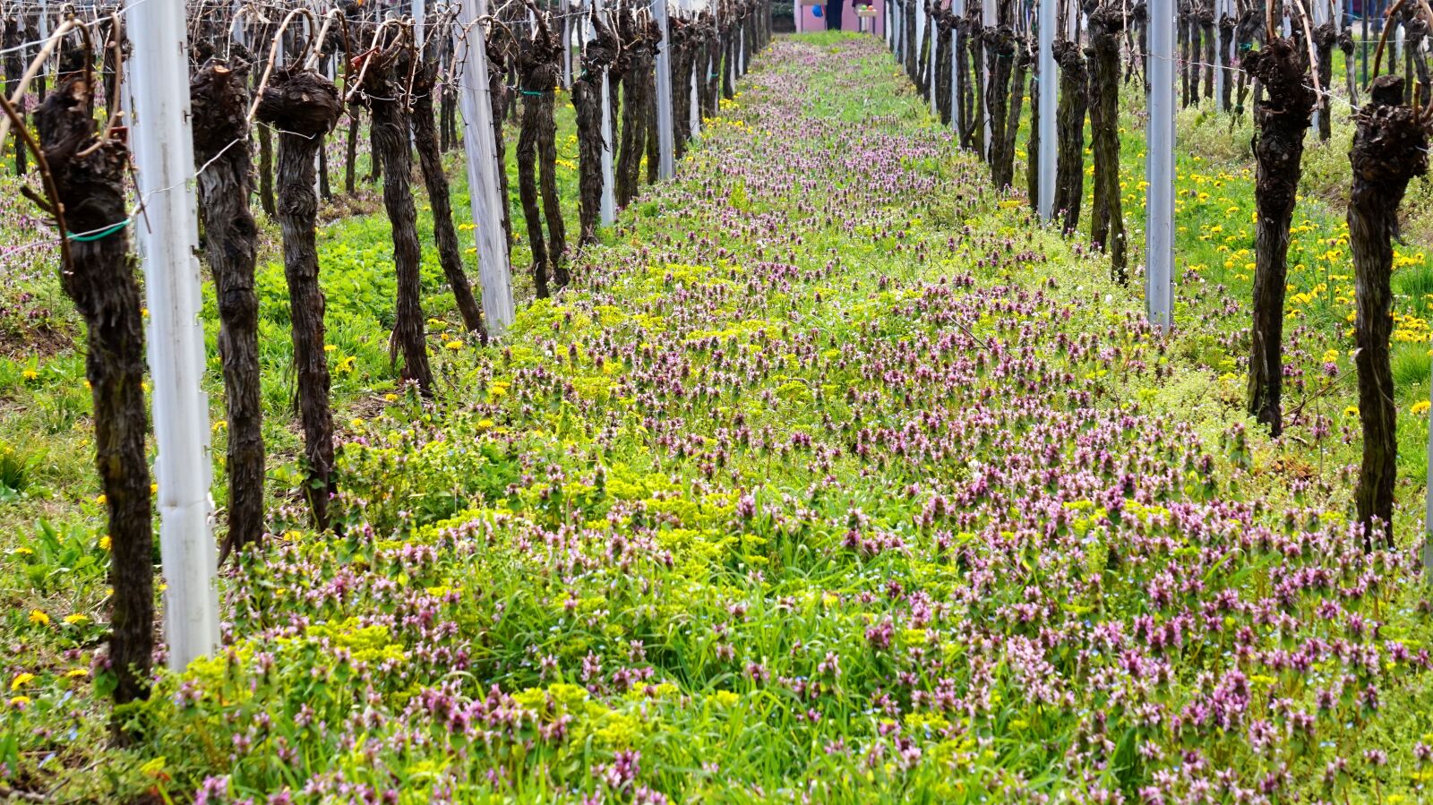 Sony Alpha a5000 (ILCE 5000) + Sony E 55-210mm F4.5-6.3 OSS sample photo. Vineyard, wingert, vines photography