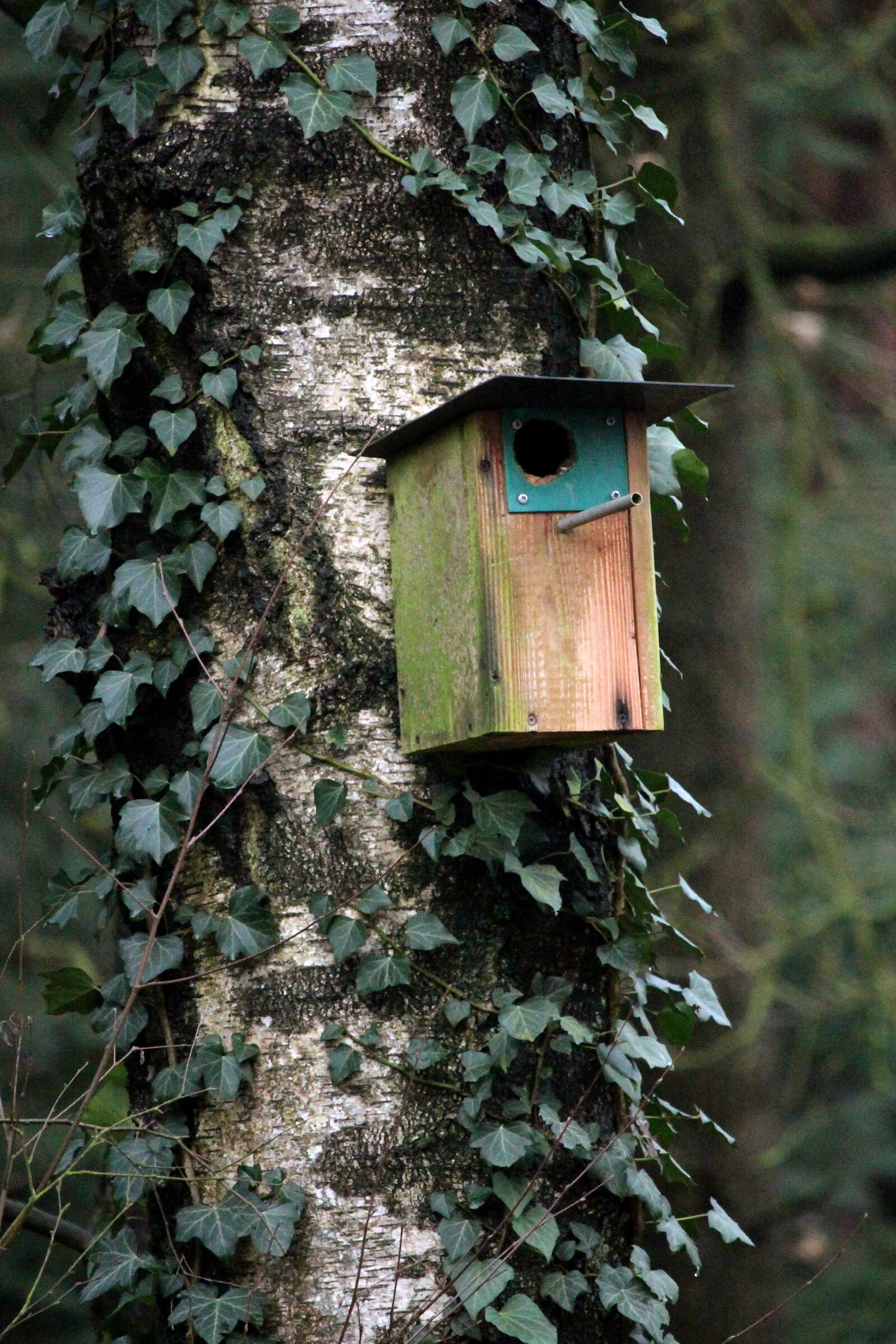 Canon EF-S 55-250mm F4-5.6 IS STM sample photo. Ivy, tree, wood photography