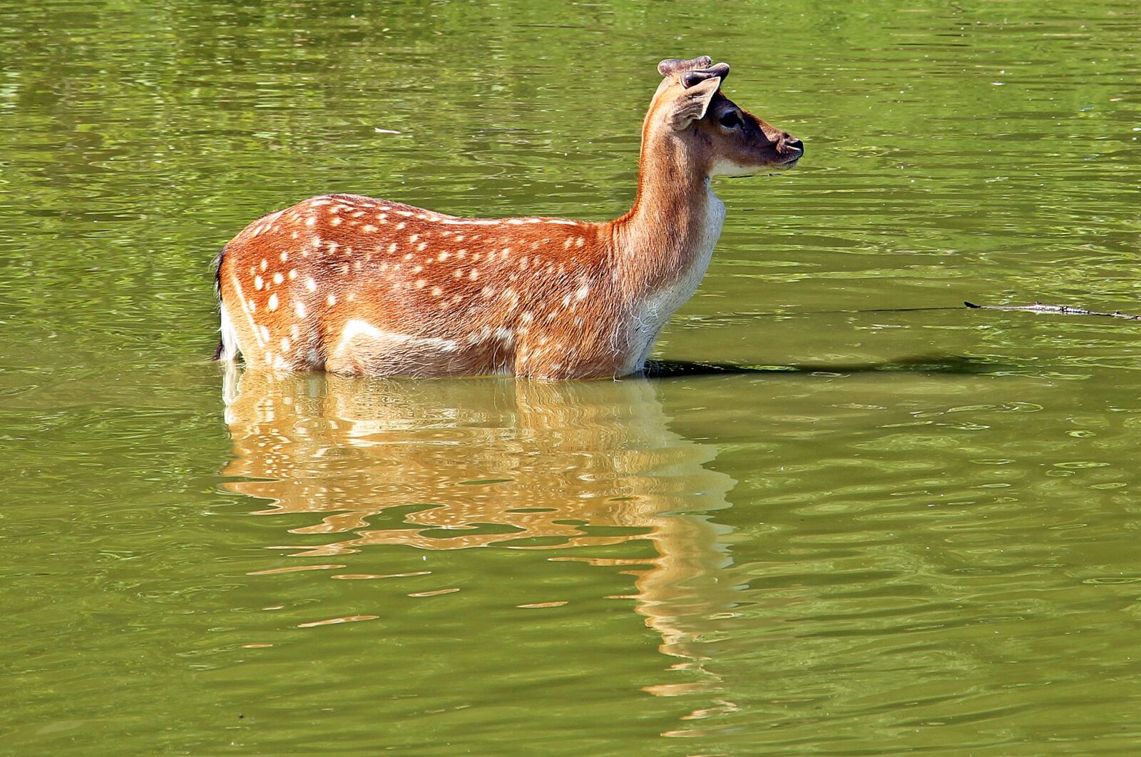 Canon EOS 550D (EOS Rebel T2i / EOS Kiss X4) sample photo. Wild, roe deer, fallow photography
