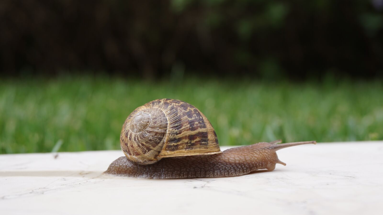 Sony E 16-50mm F3.5-5.6 PZ OSS sample photo. Snail, shell, wall photography