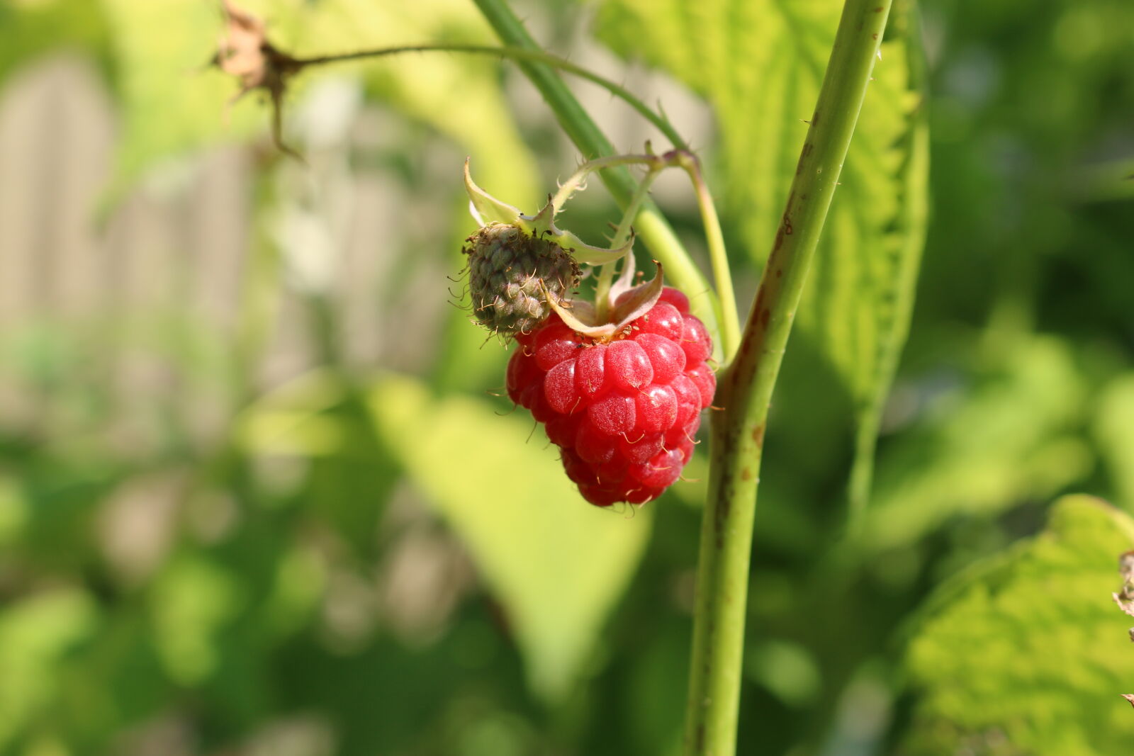 Canon EOS 70D sample photo. Fitt, food, fruit, fruits photography