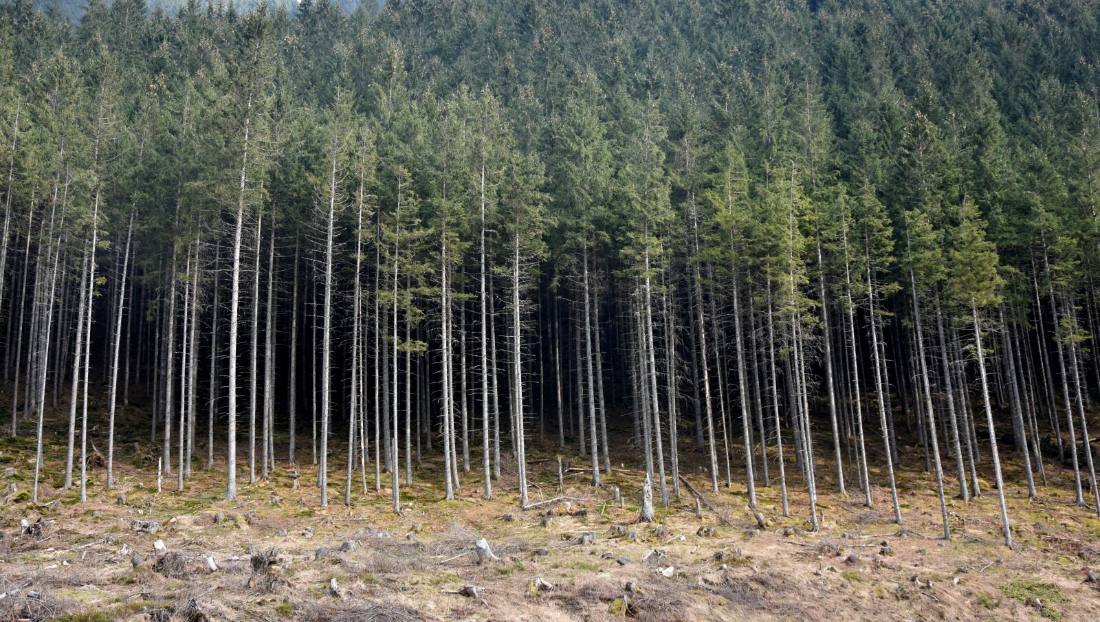Nikon D7200 sample photo. Forest, tree, exactly photography