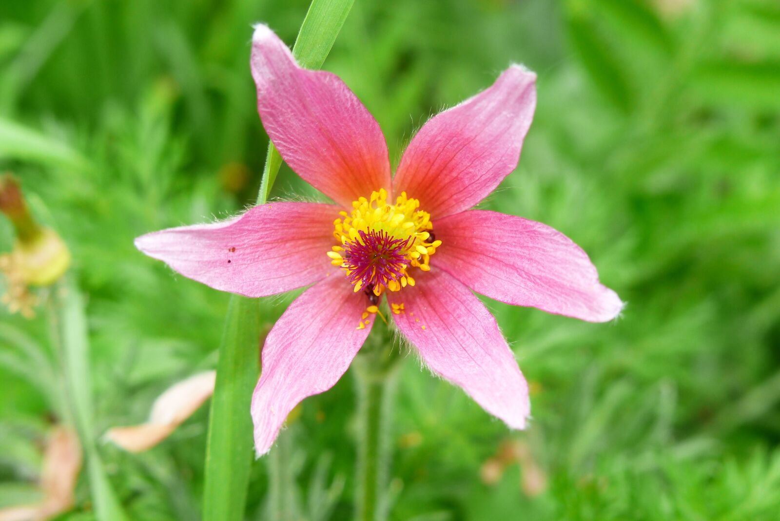 Panasonic Lumix DMC-FZ200 sample photo. Nature, plant, flower photography
