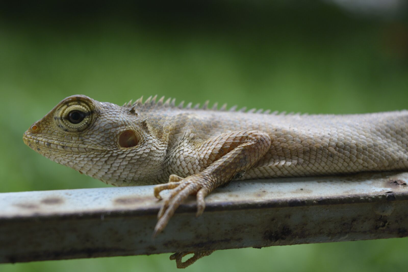 Nikon D5200 sample photo. Lizard, chameleon, reptile photography