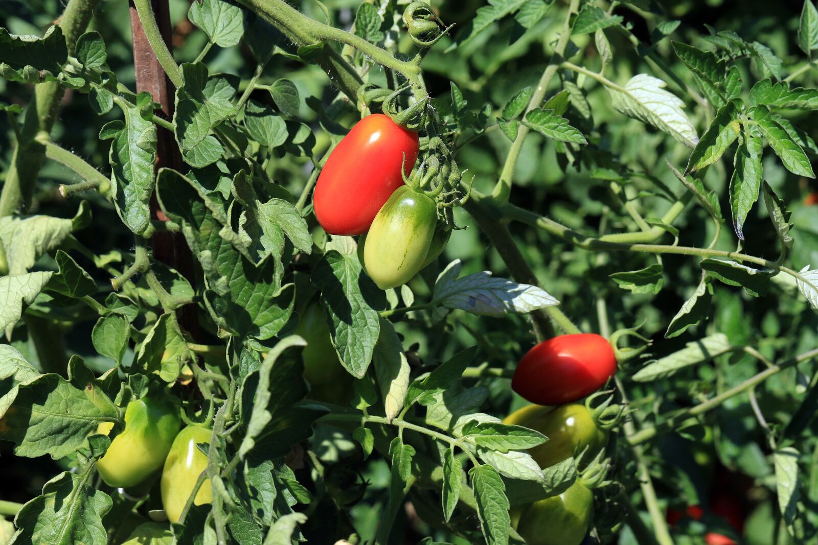 Canon EOS 7D Mark II sample photo. Tomatoes, red tomato, agriculture photography