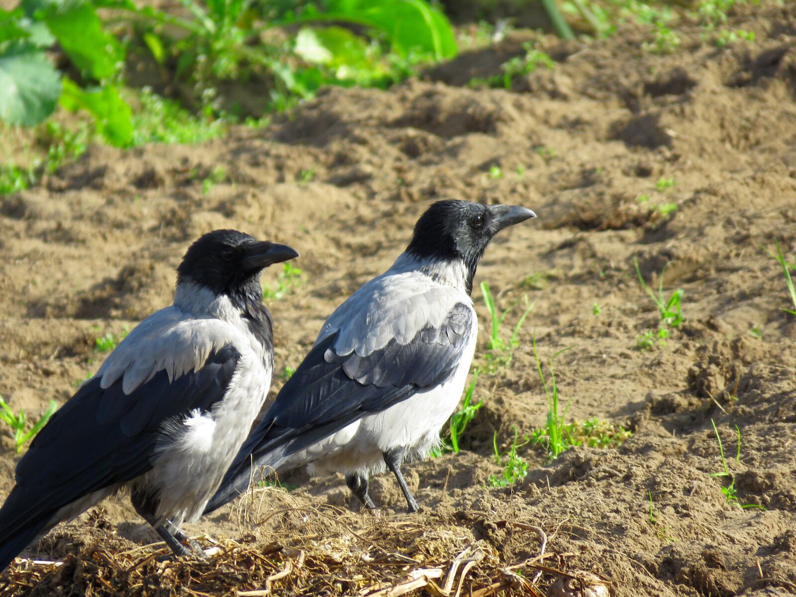 Canon PowerShot SX60 HS sample photo. Hoodie, bird, couple photography